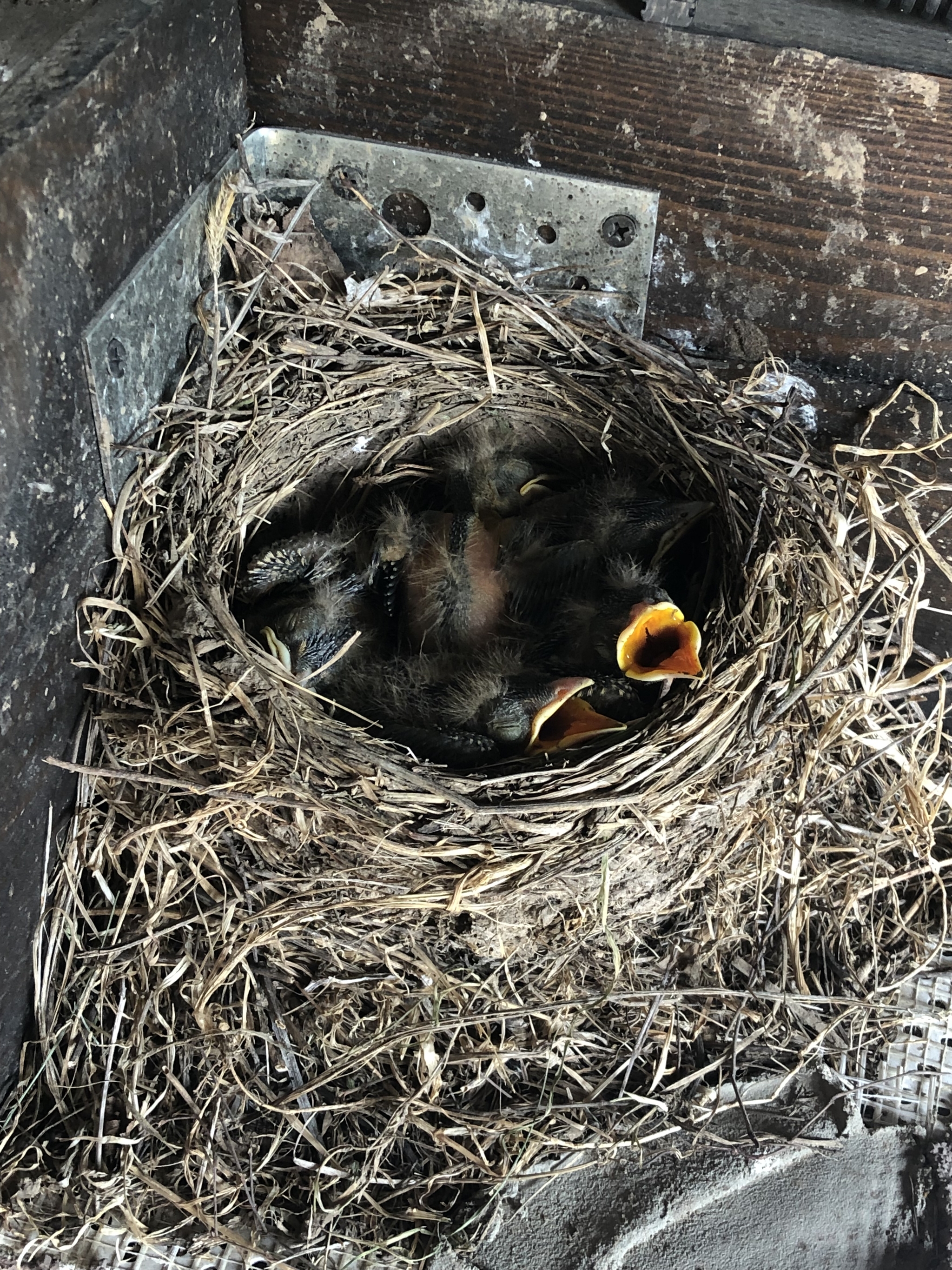 Hatched on the porch of the house - My, Dacha, House, The photo, Photographer, Chick, Birds, Thrush, Porch, Neighbours, Children, Longpost