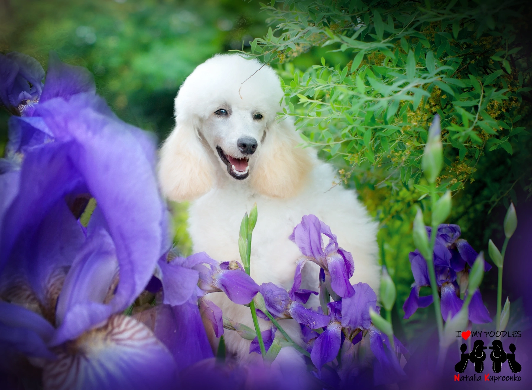 Ariel - My, Poodle, Dog, Puppies, Flowers, Longpost, Pets, Walk, The photo