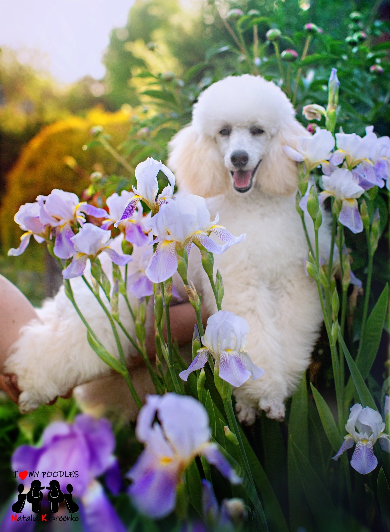 Ariel - My, Poodle, Dog, Puppies, Flowers, Longpost, Pets, Walk, The photo