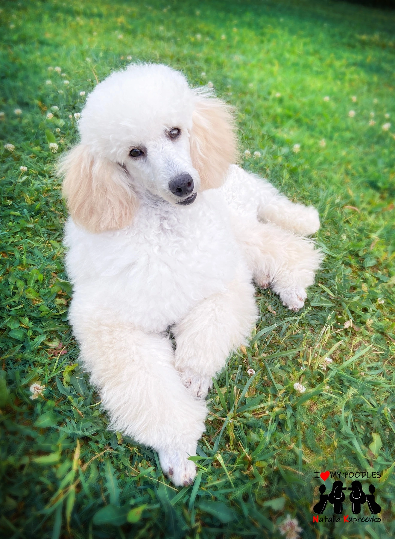 Ariel - My, Poodle, Dog, Puppies, Flowers, Longpost, Pets, Walk, The photo