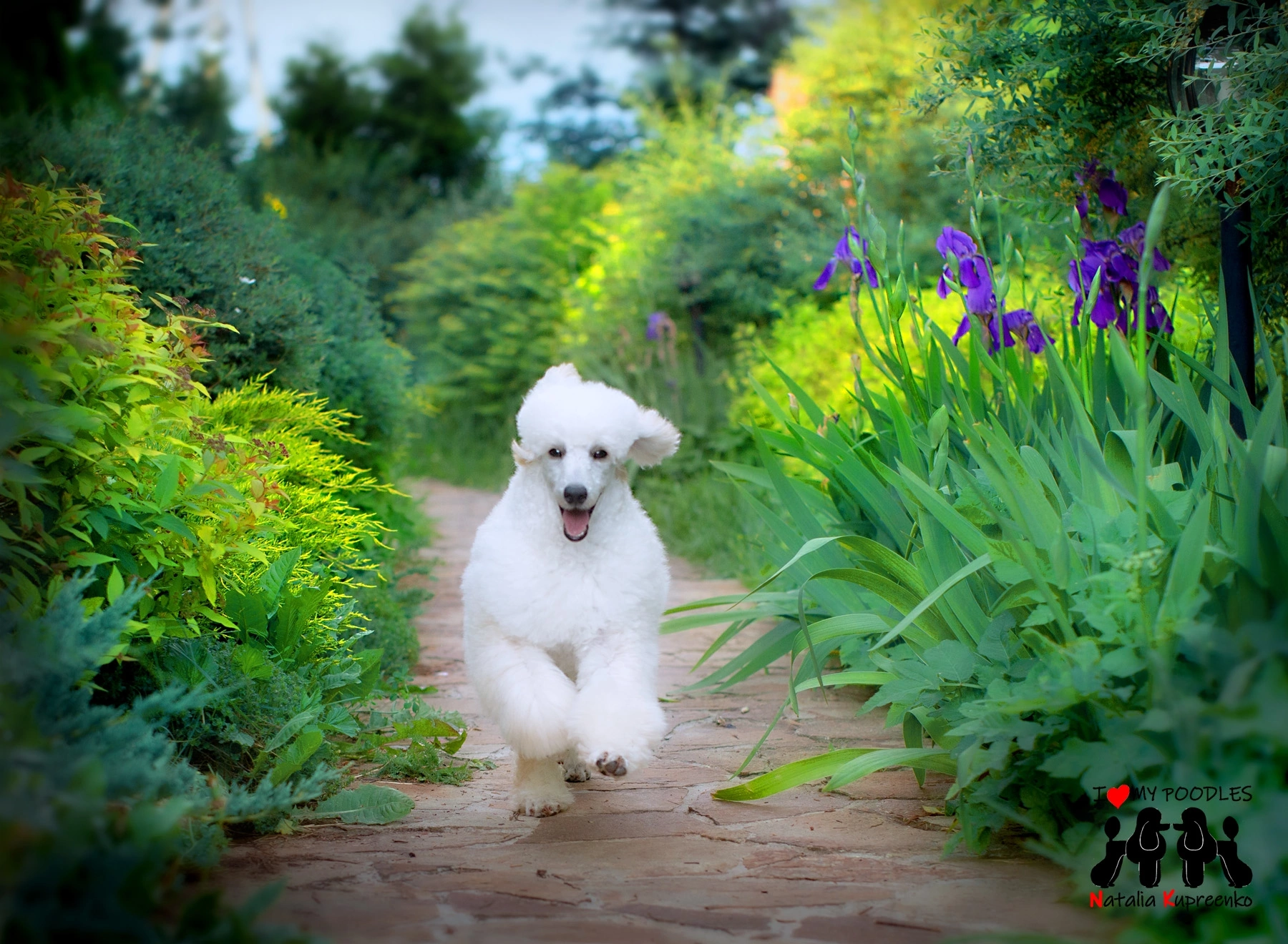 Ariel - My, Poodle, Dog, Puppies, Flowers, Longpost, Pets, Walk, The photo