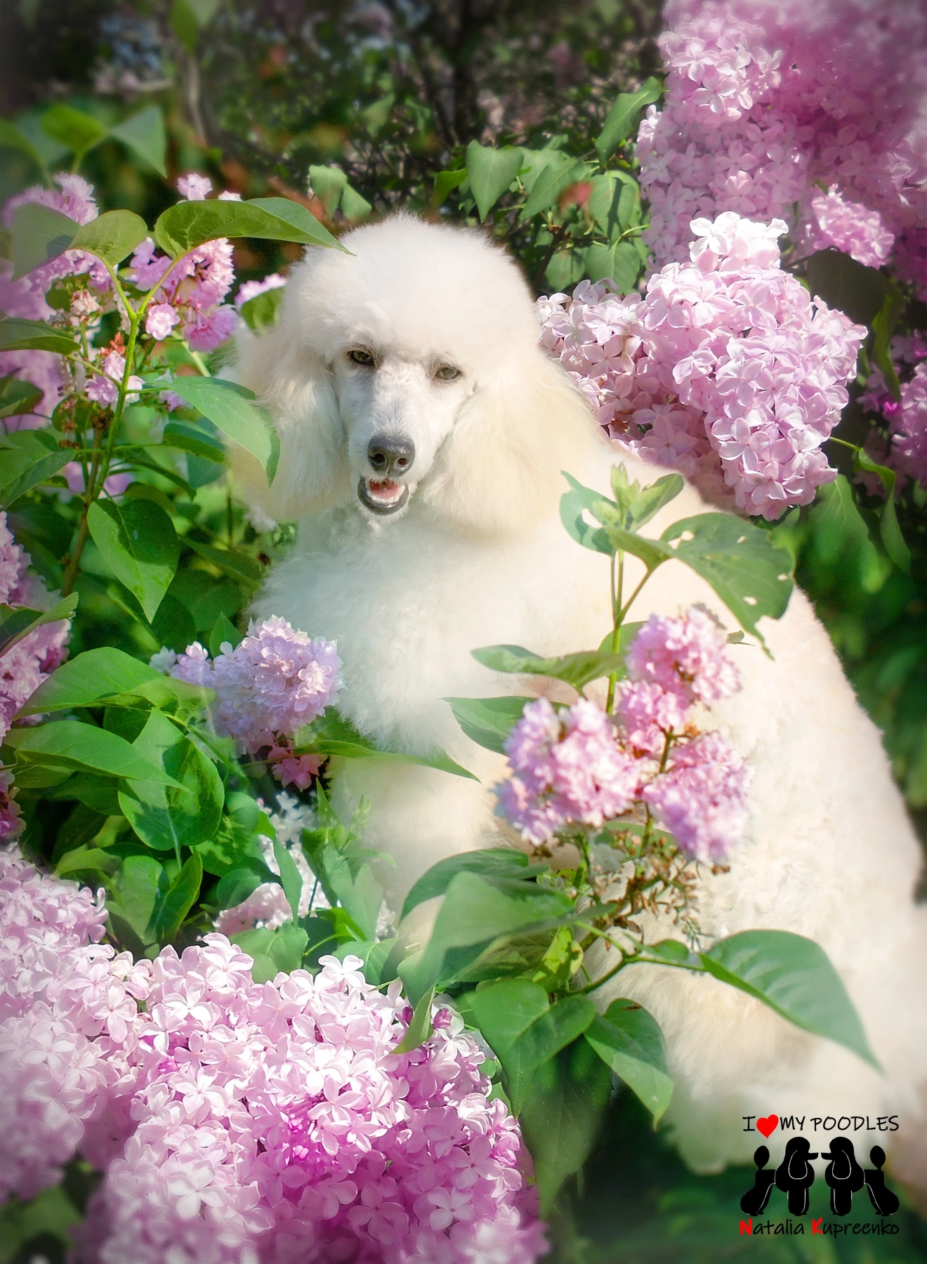 Ariel - My, Poodle, Dog, Puppies, Flowers, Longpost, Pets, Walk, The photo