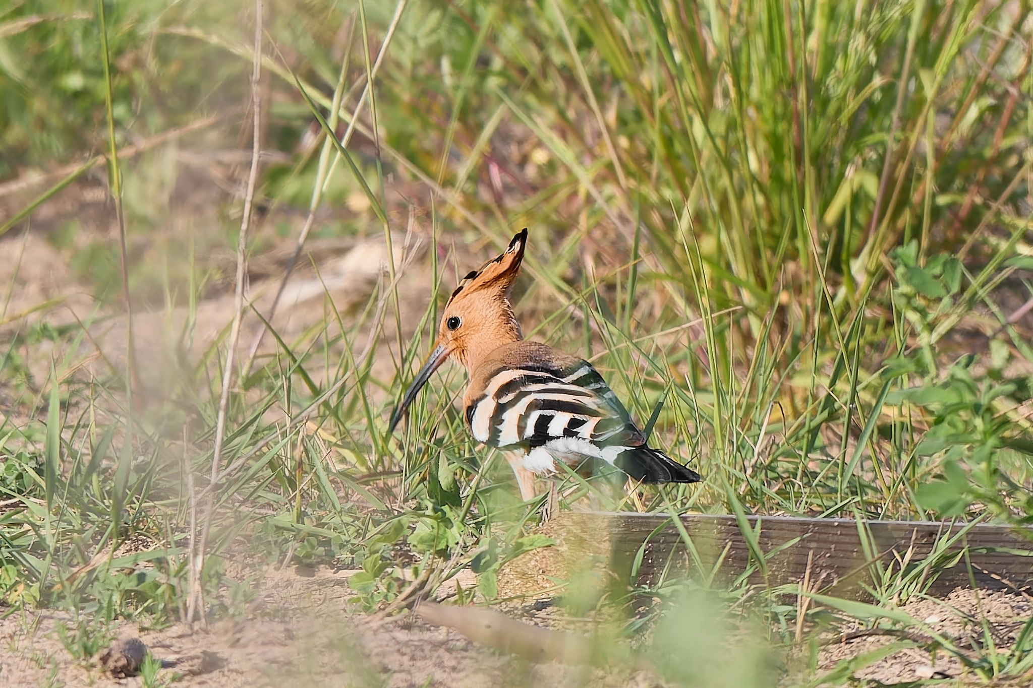 Hoopoe (Republic of Mari El) - My, Canon, Photo hunting, Ornithology, Ornithology League, Birds, Mari El, Hoopoe, The photo