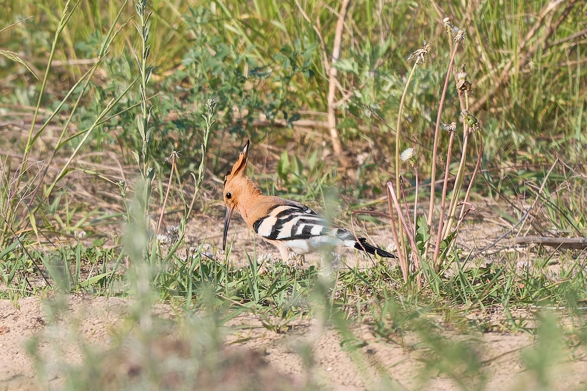 Hoopoe (Republic of Mari El) - My, Canon, Photo hunting, Ornithology, Ornithology League, Birds, Mari El, Hoopoe, The photo