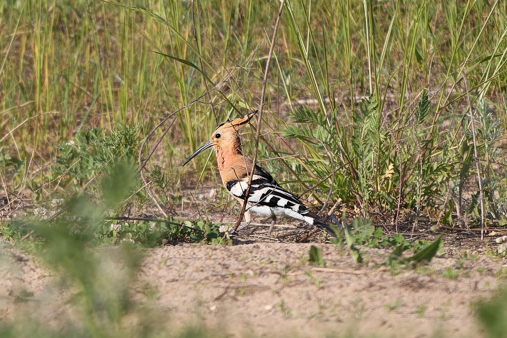 Hoopoe (Republic of Mari El) - My, Canon, Photo hunting, Ornithology, Ornithology League, Birds, Mari El, Hoopoe, The photo