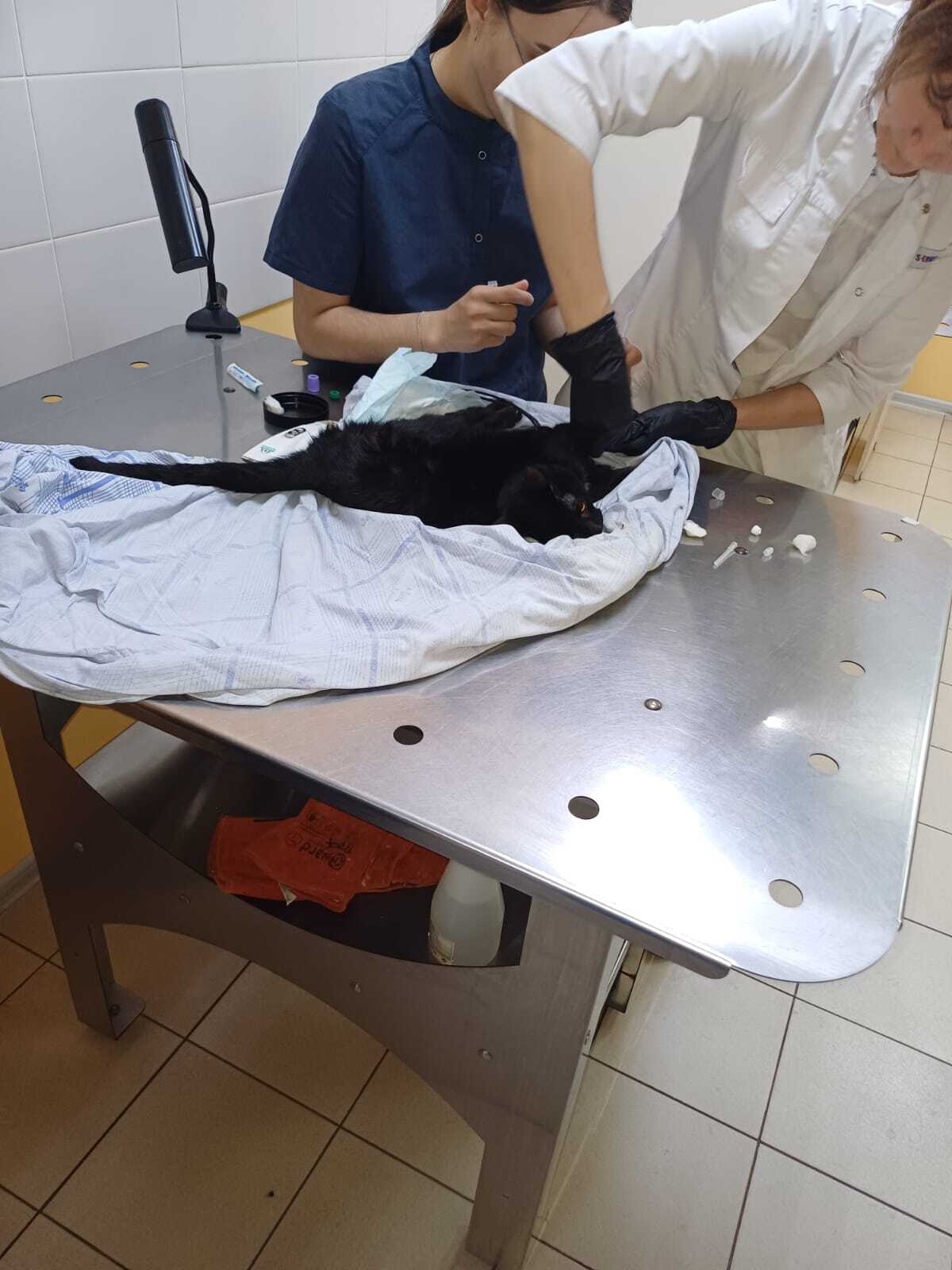 Paralyzed cat. Thrown under the door... - My, Krasnoyarsk, Abandoned, The rescue, Black cat, Longpost, cat, Paralysis, Nervous system, Vet clinic, Animal shelter, Helping animals, Video
