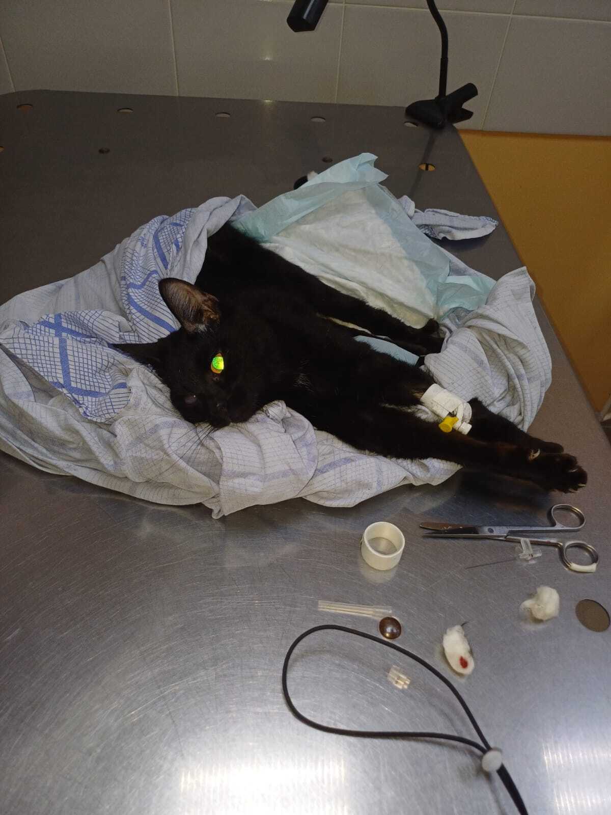 Paralyzed cat. Thrown under the door... - My, Krasnoyarsk, Abandoned, The rescue, Black cat, Longpost, cat, Paralysis, Nervous system, Vet clinic, Animal shelter, Helping animals, Video