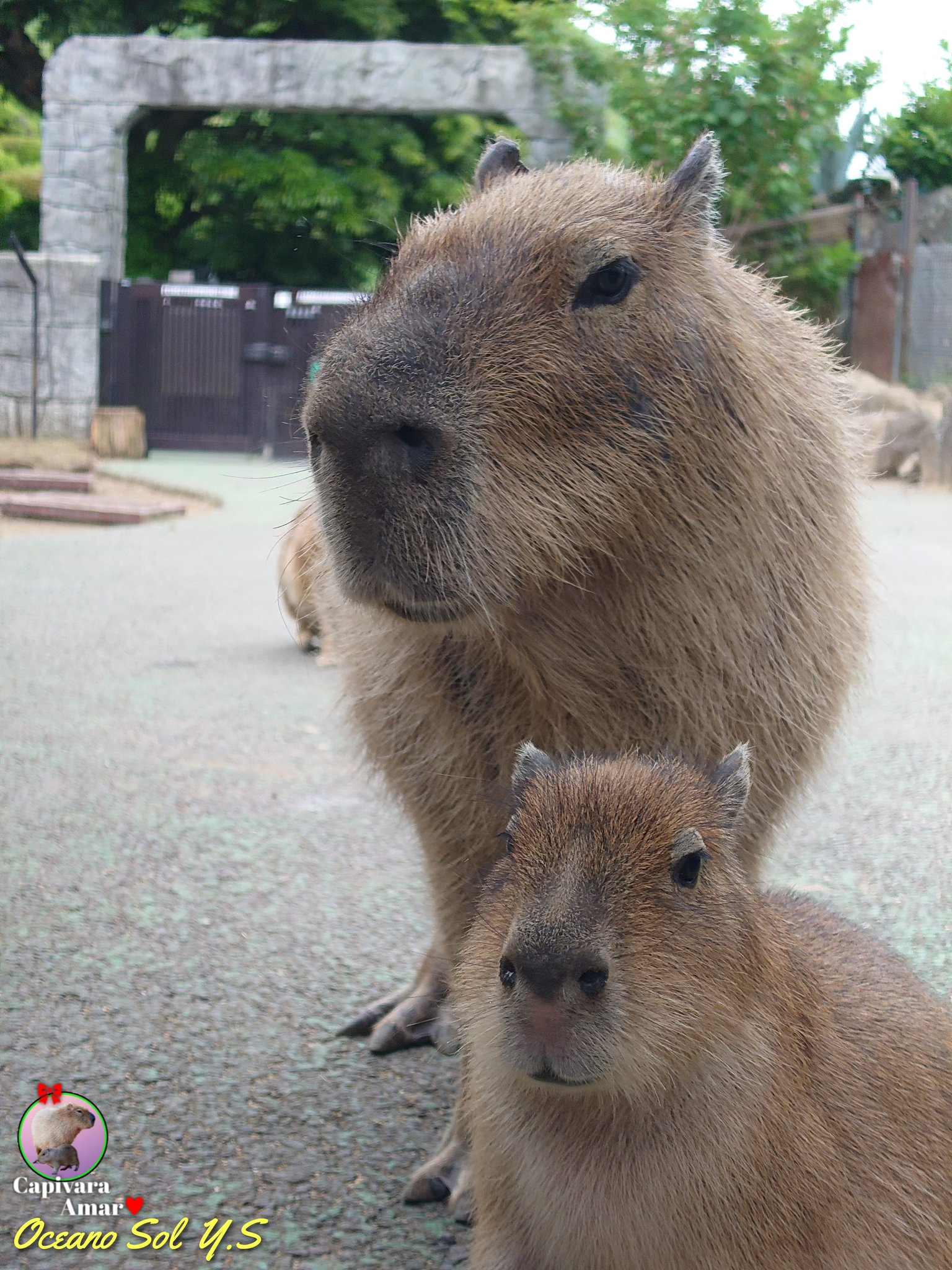 Me and my little dog - Wild animals, Zoo, Capybara, Rodents, Young