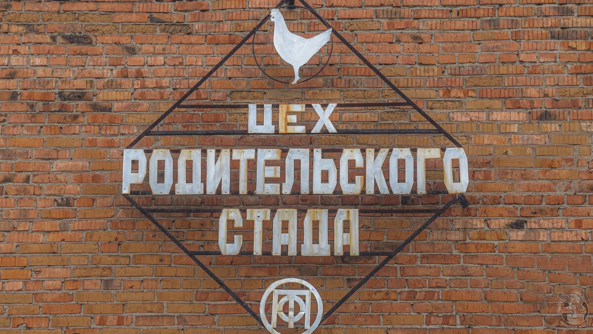 On the issue of “cheap eggs” - I took a walk through an abandoned production facility worth half a billion rubles - My, Abandoned, Economy, Ecology, Production, Longpost