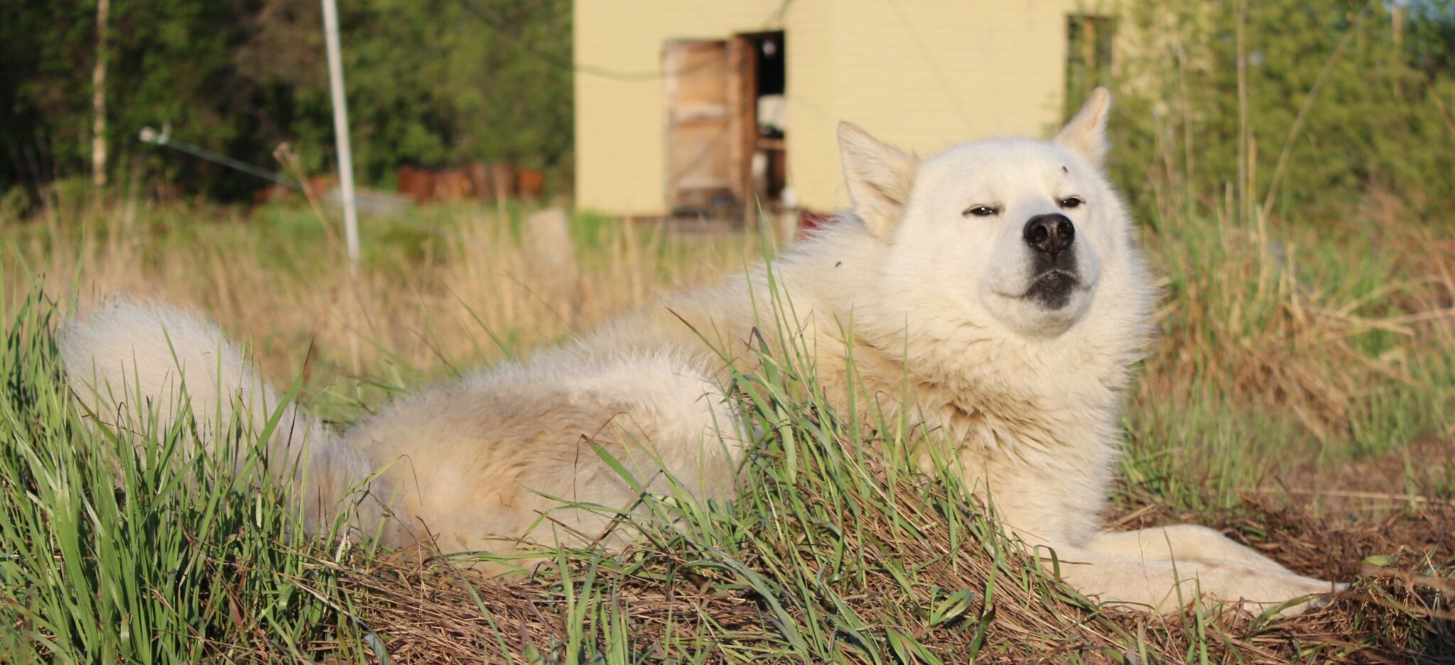 Photo from TDS in the taiga. Loki, Petrovich and Tim - My, Weather station, Dog, cat, Canon 650d, Longpost