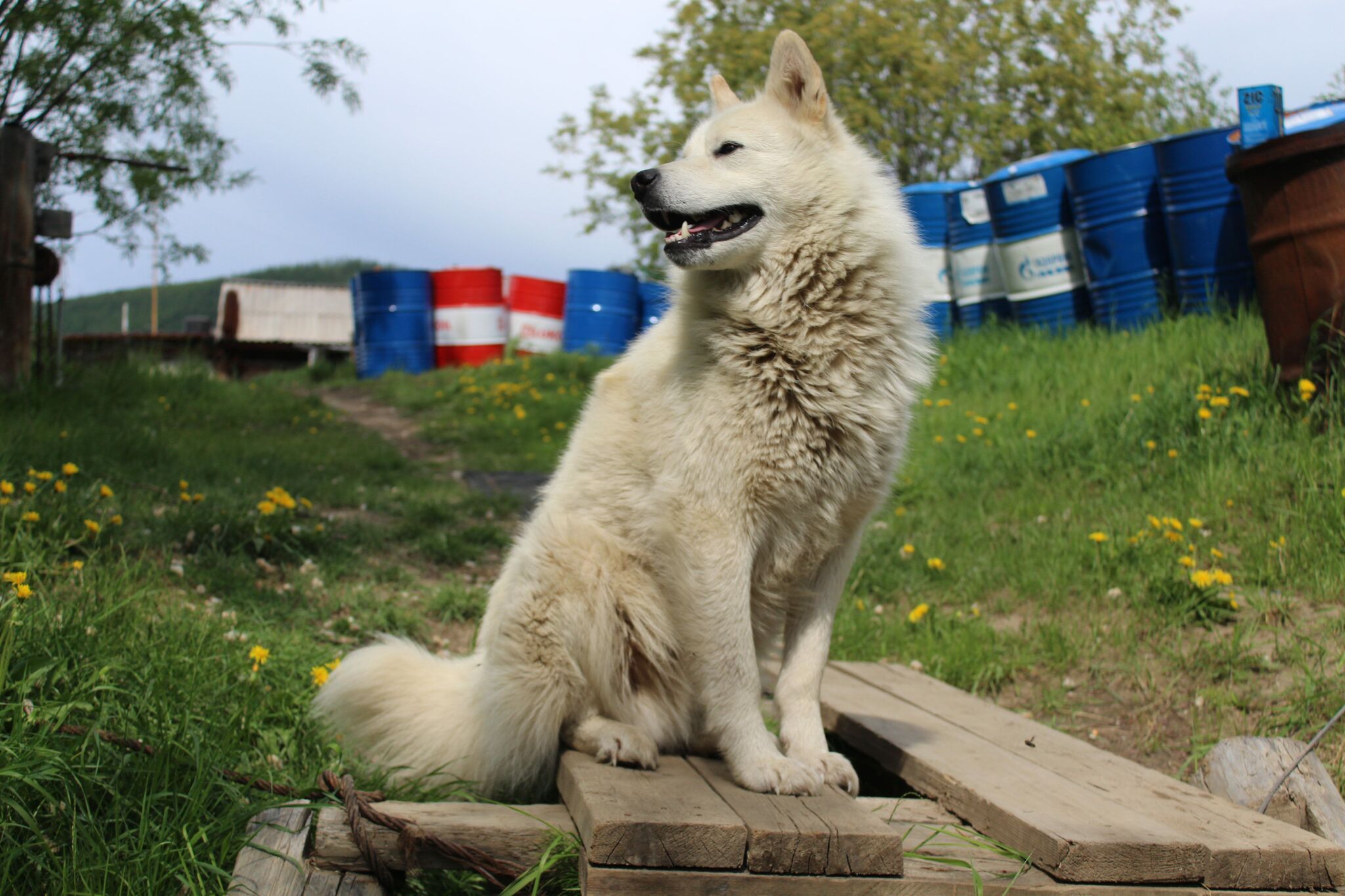 Photo from TDS in the taiga. Loki, Petrovich and Tim - My, Weather station, Dog, cat, Canon 650d, Longpost