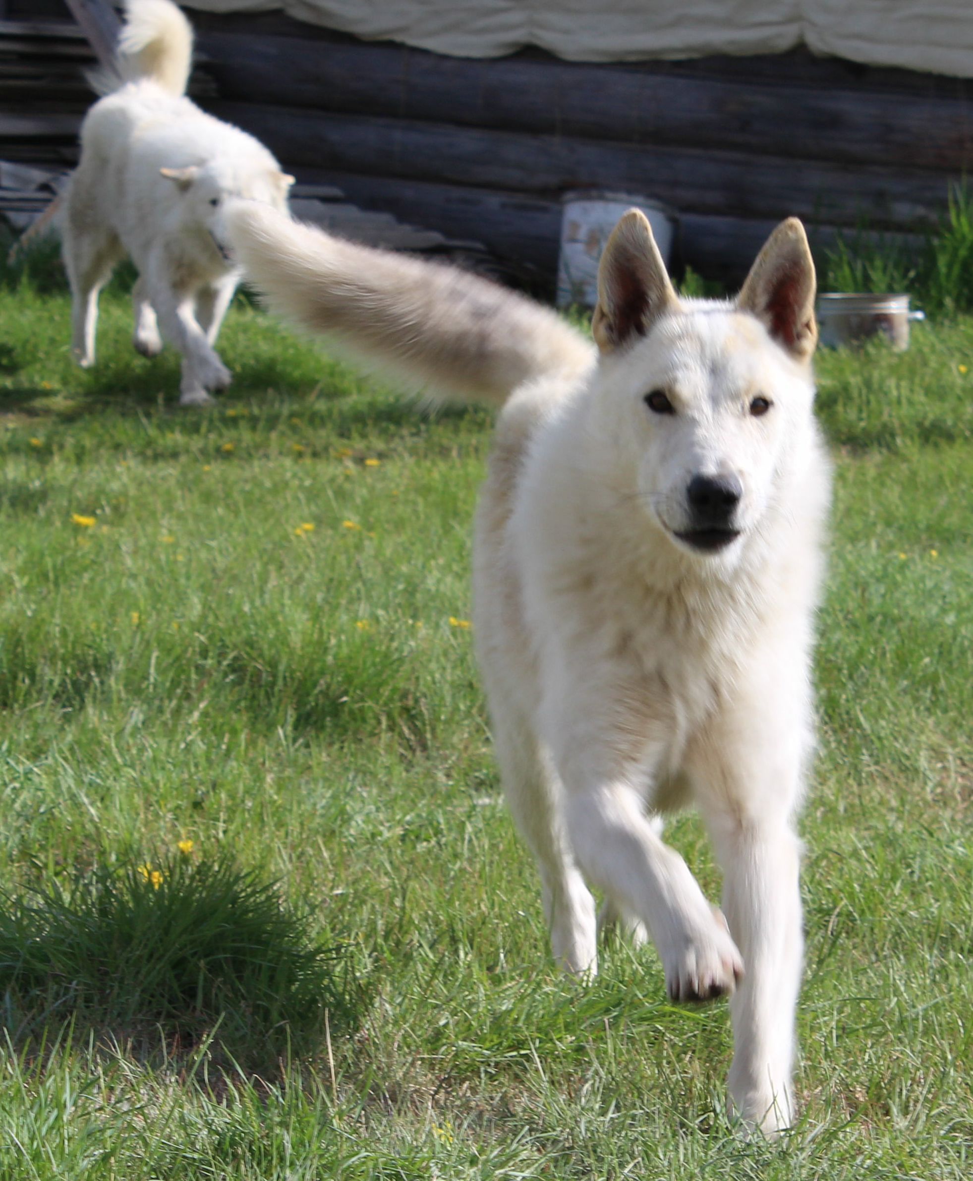 Photo from TDS in the taiga. Loki, Petrovich and Tim - My, Weather station, Dog, cat, Canon 650d, Longpost