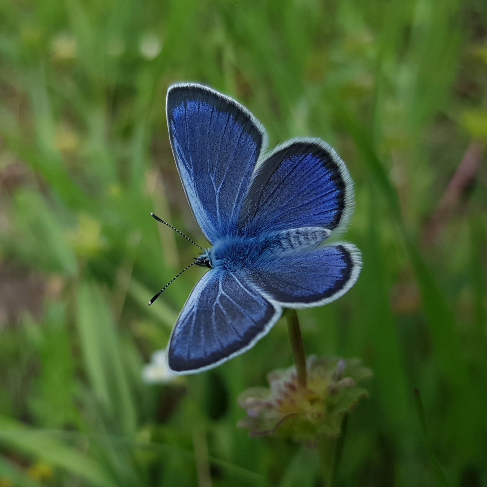 Favorite winged fashion model - My, Macro photography, Insects, Butterfly, Blue, Lepidopterology, beauty, Entomology, Longpost