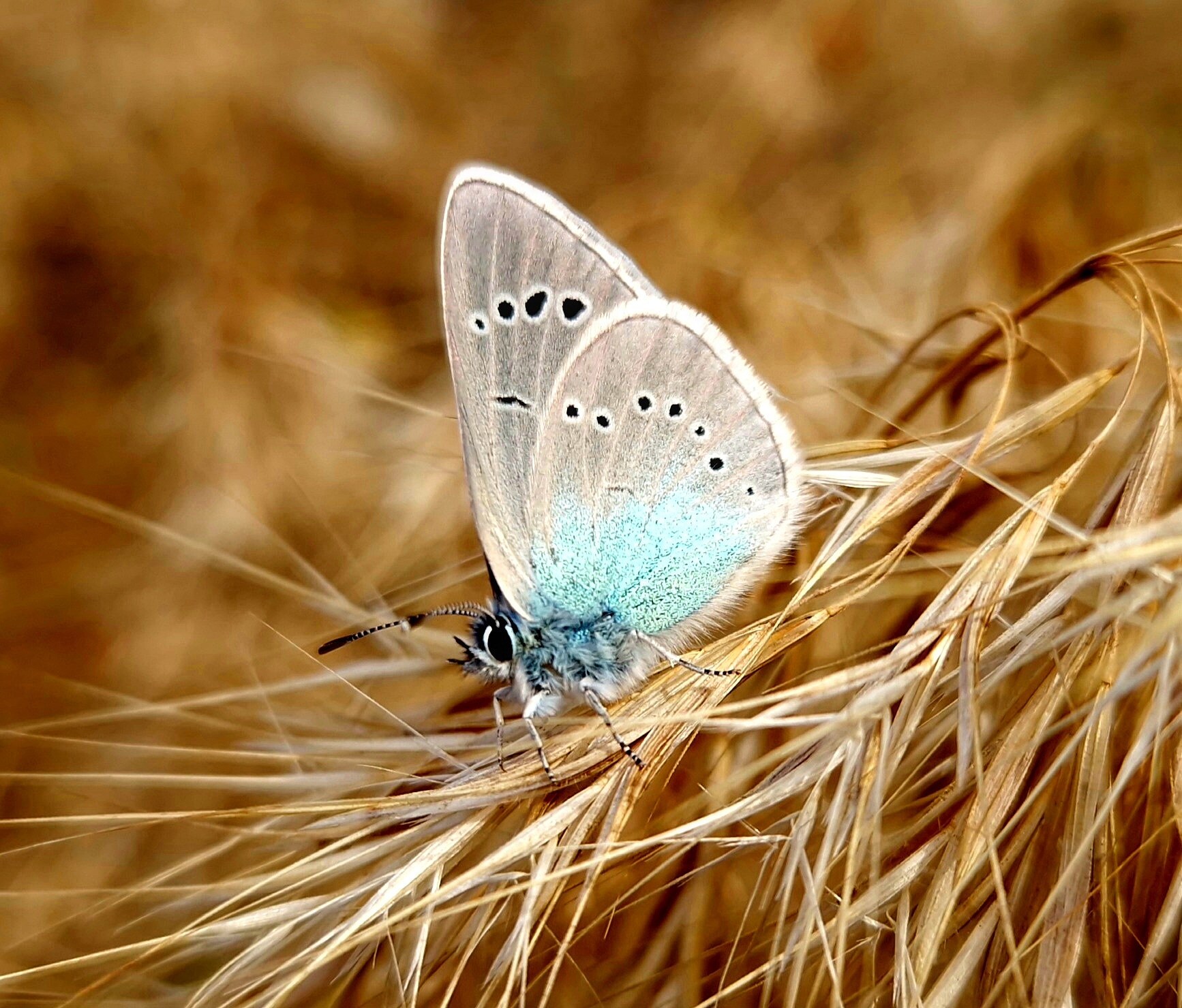 Favorite winged fashion model - My, Macro photography, Insects, Butterfly, Blue, Lepidopterology, beauty, Entomology, Longpost