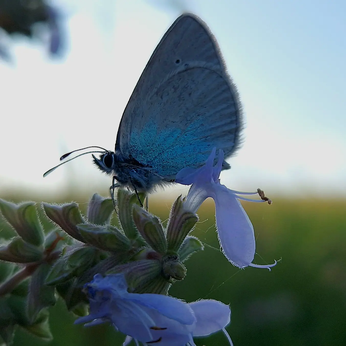 Favorite winged fashion model - My, Macro photography, Insects, Butterfly, Blue, Lepidopterology, beauty, Entomology, Longpost