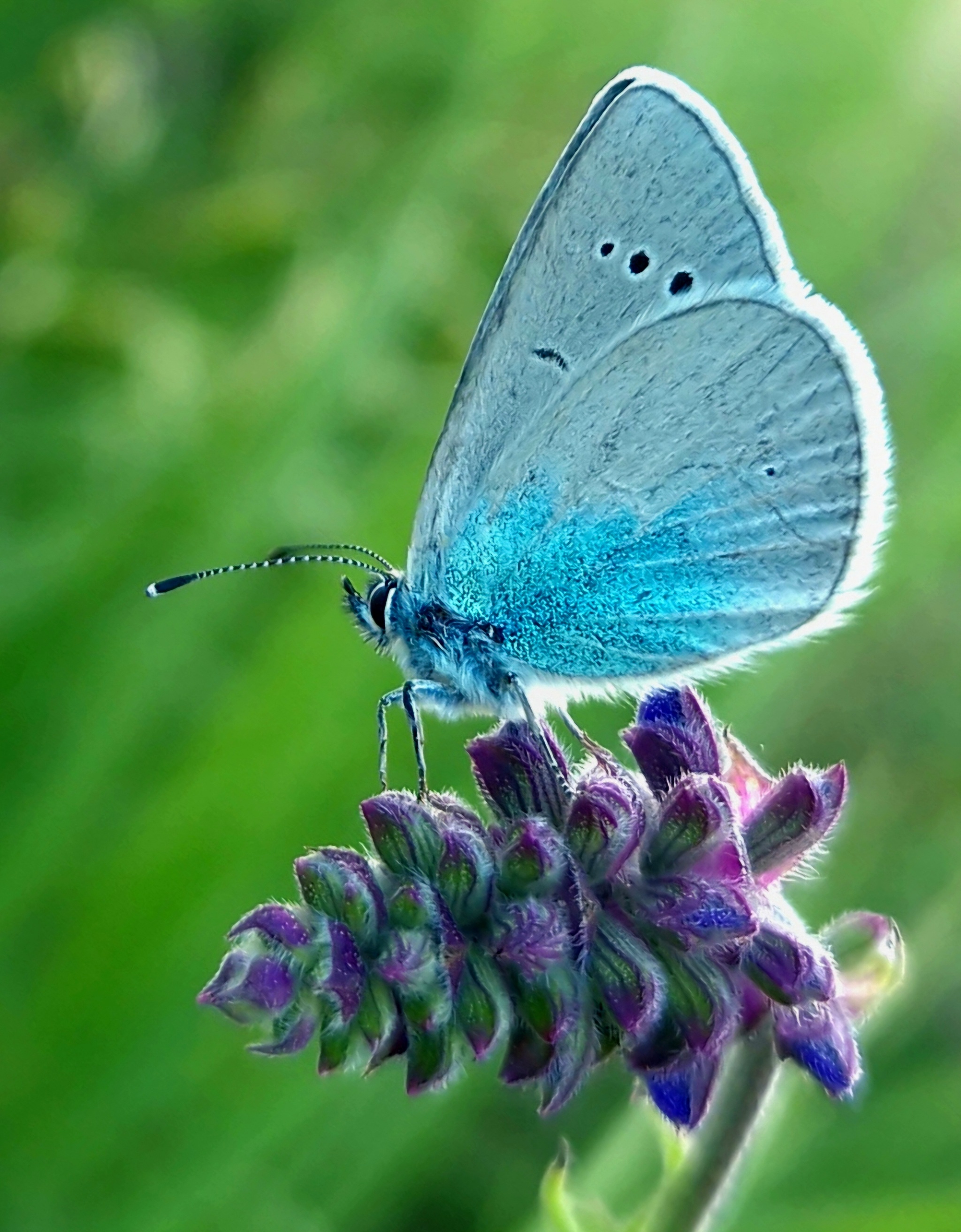 Favorite winged fashion model - My, Macro photography, Insects, Butterfly, Blue, Lepidopterology, beauty, Entomology, Longpost