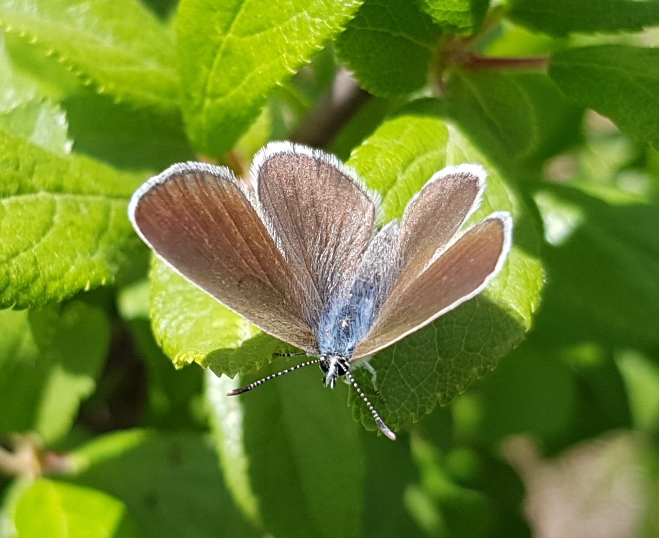 Favorite winged fashion model - My, Macro photography, Insects, Butterfly, Blue, Lepidopterology, beauty, Entomology, Longpost