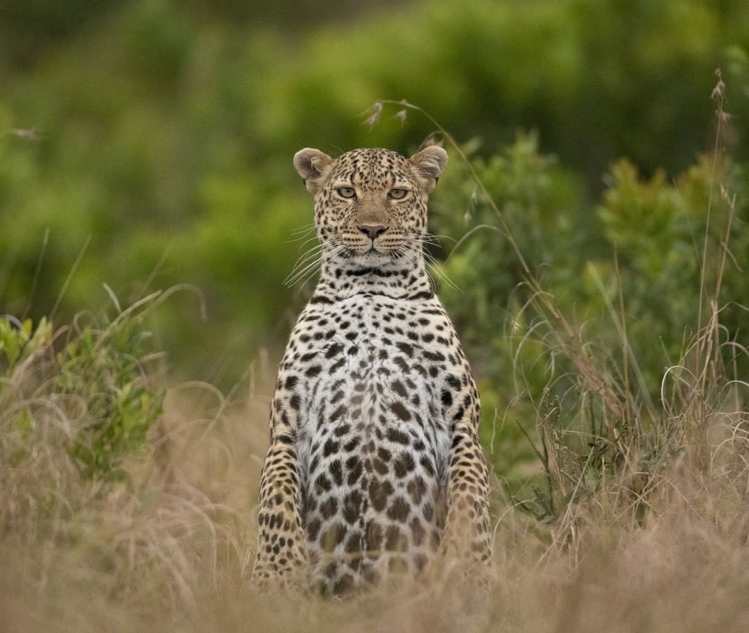 Hello! I am a meerkat - Leopard, Big cats, Cat family, Predatory animals, Wild animals, wildlife, Reserves and sanctuaries, Masai Mara, Africa, The photo