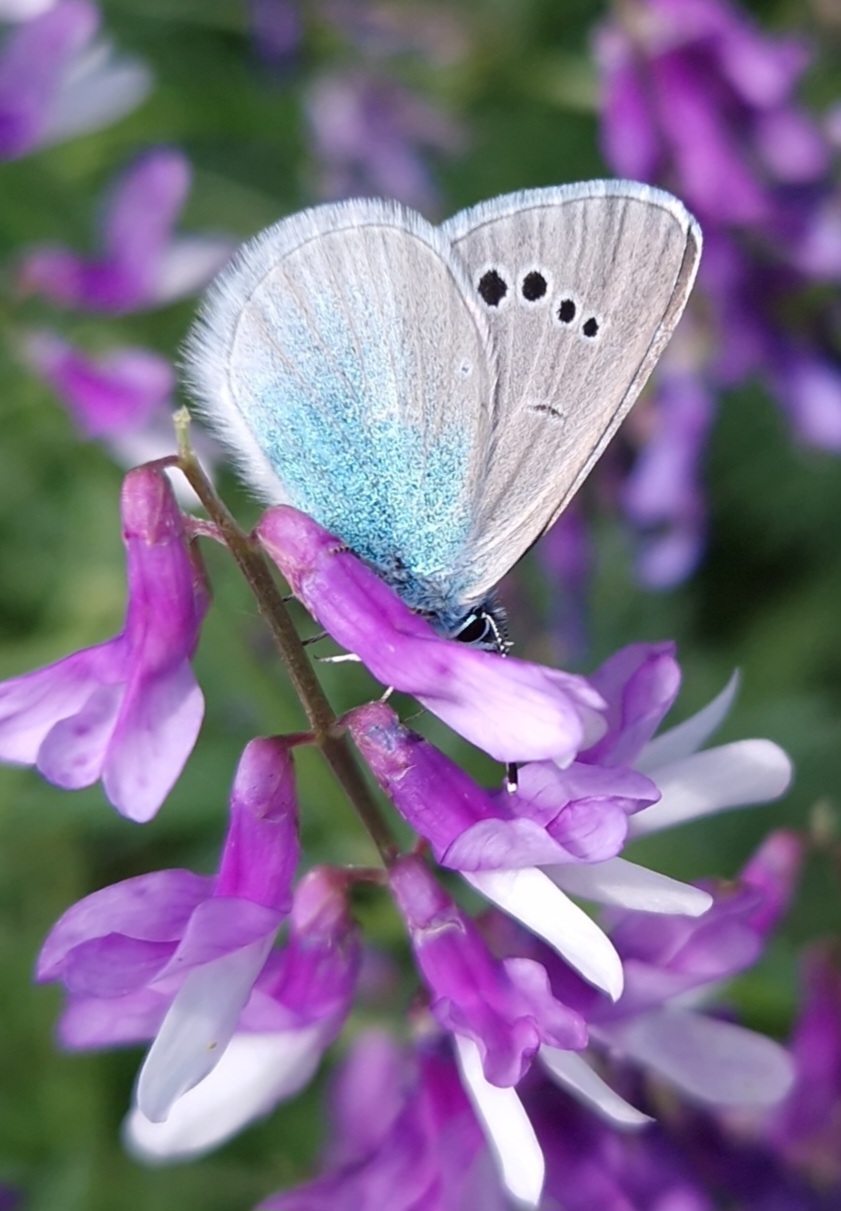 Favorite winged fashion model - My, Macro photography, Insects, Butterfly, Blue, Lepidopterology, beauty, Entomology, Longpost