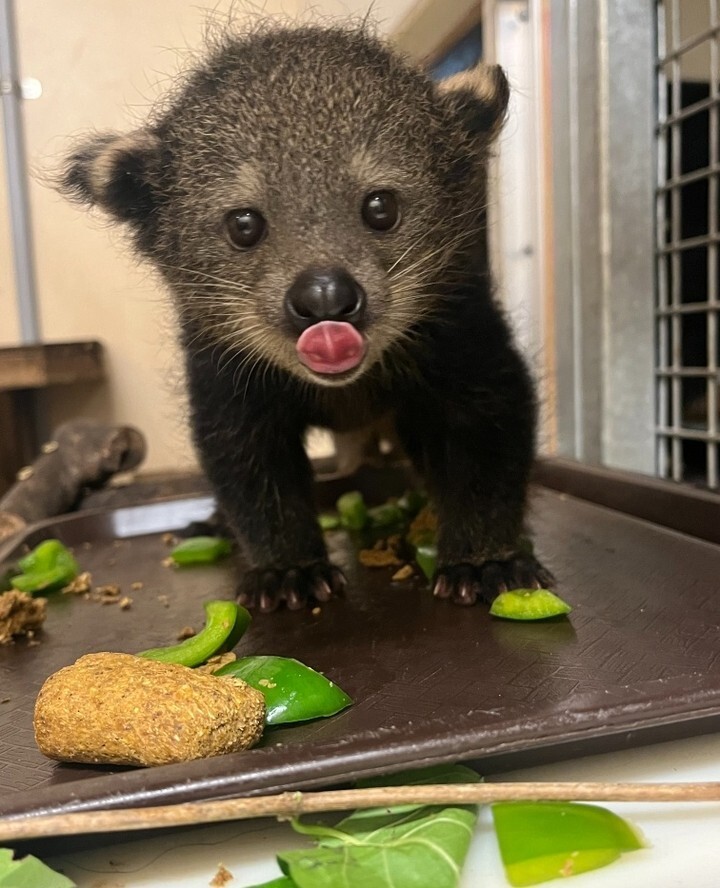 Bandage - Binturong, Young, Predatory animals, Wild animals, Zoo, The photo