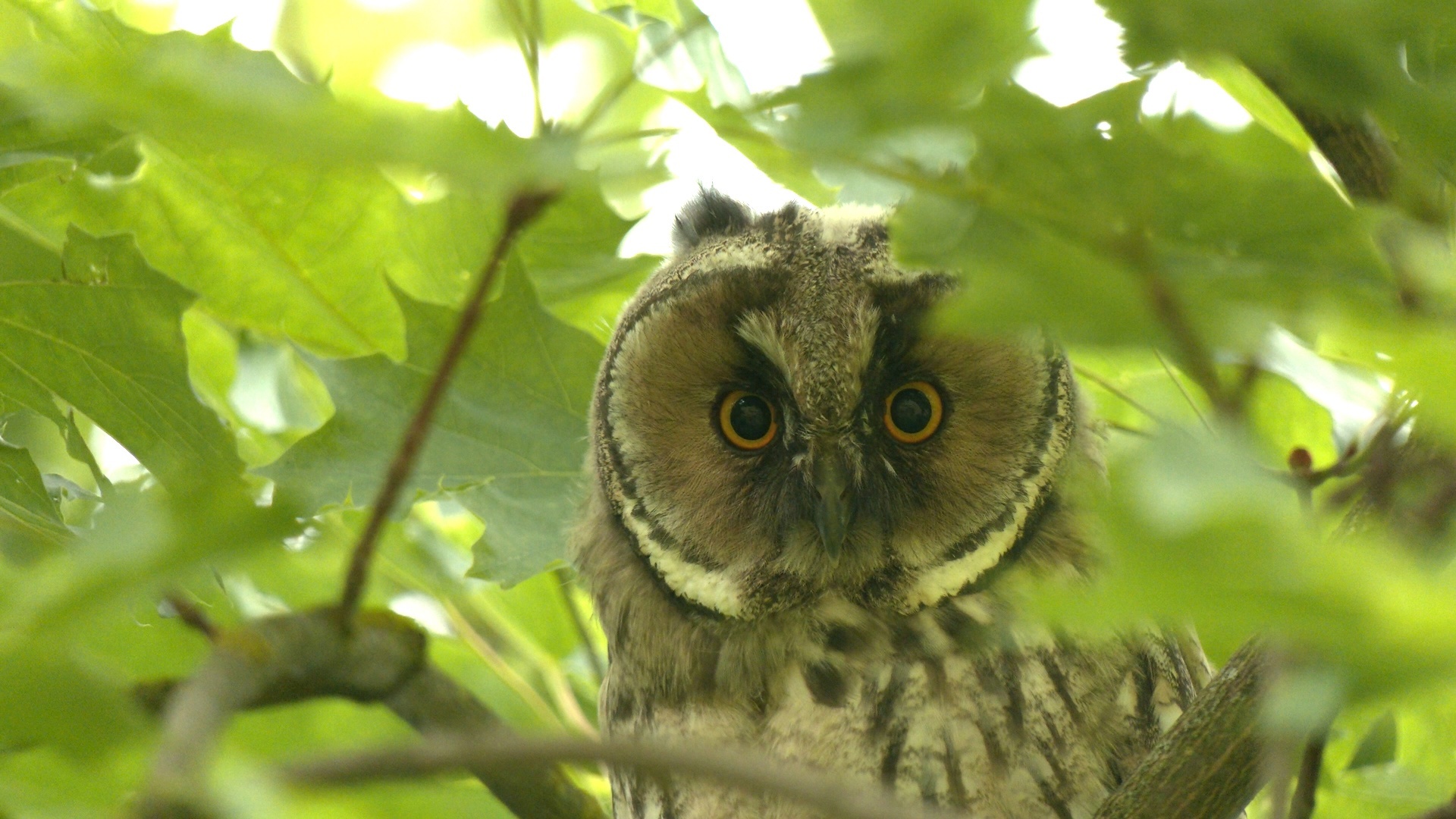 There are four more long-eared animals in St. Petersburg - My, Pavel Glazkov, The nature of Russia, Saint Petersburg, Owl, Video, Video VK, Longpost