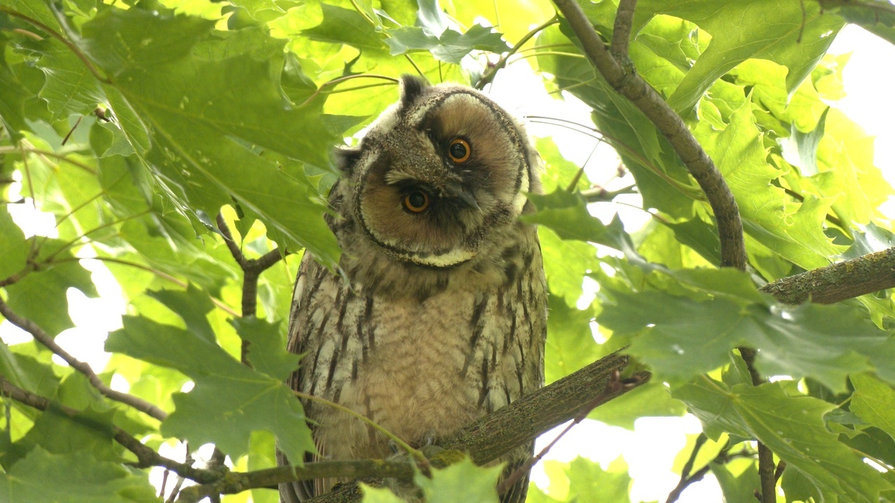 There are four more long-eared animals in St. Petersburg - My, Pavel Glazkov, The nature of Russia, Saint Petersburg, Owl, Video, Video VK, Longpost