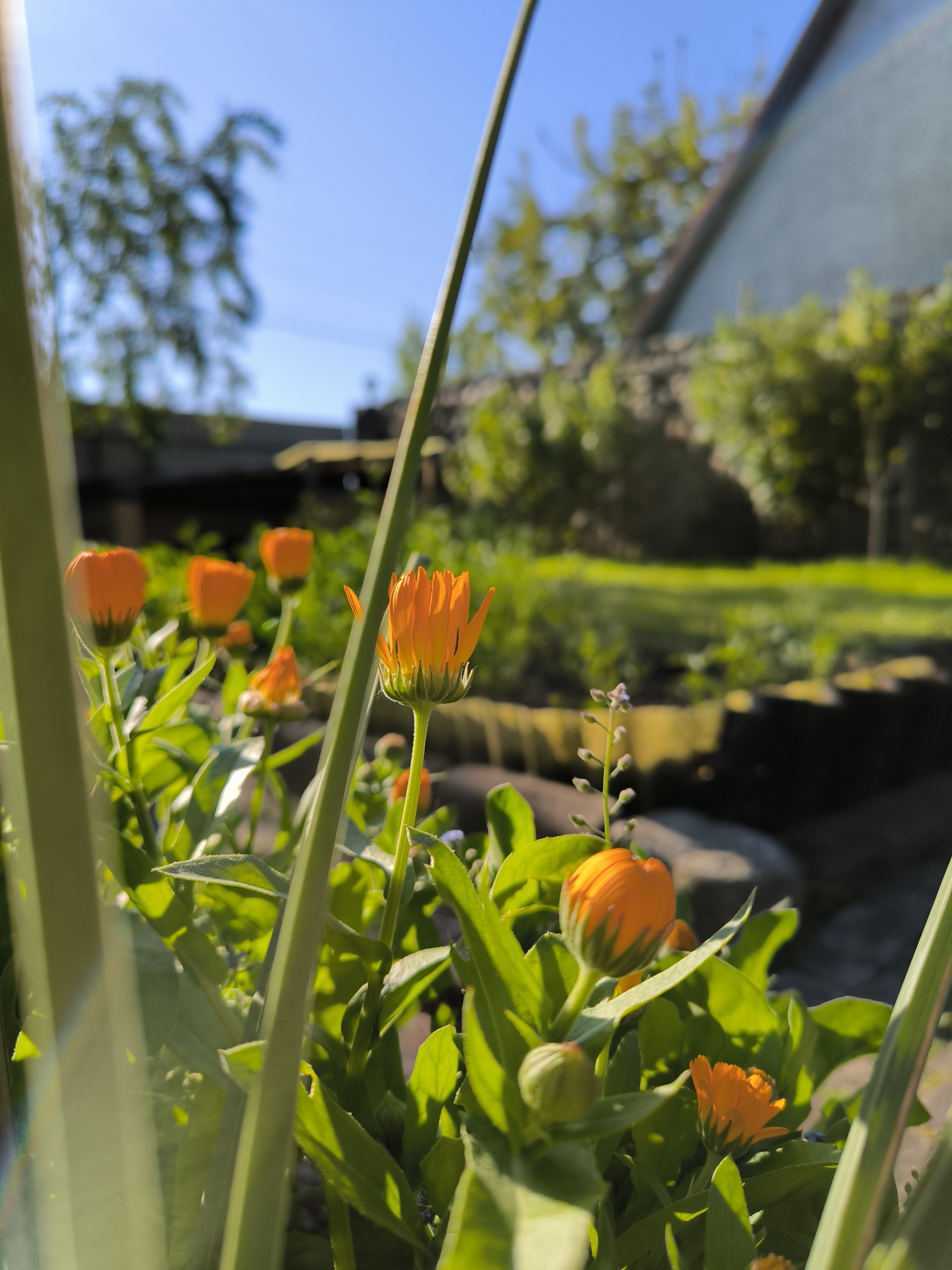 Sunny country house - My, Dacha, Flowers, Garden, Garden, Aesthetics, Longpost