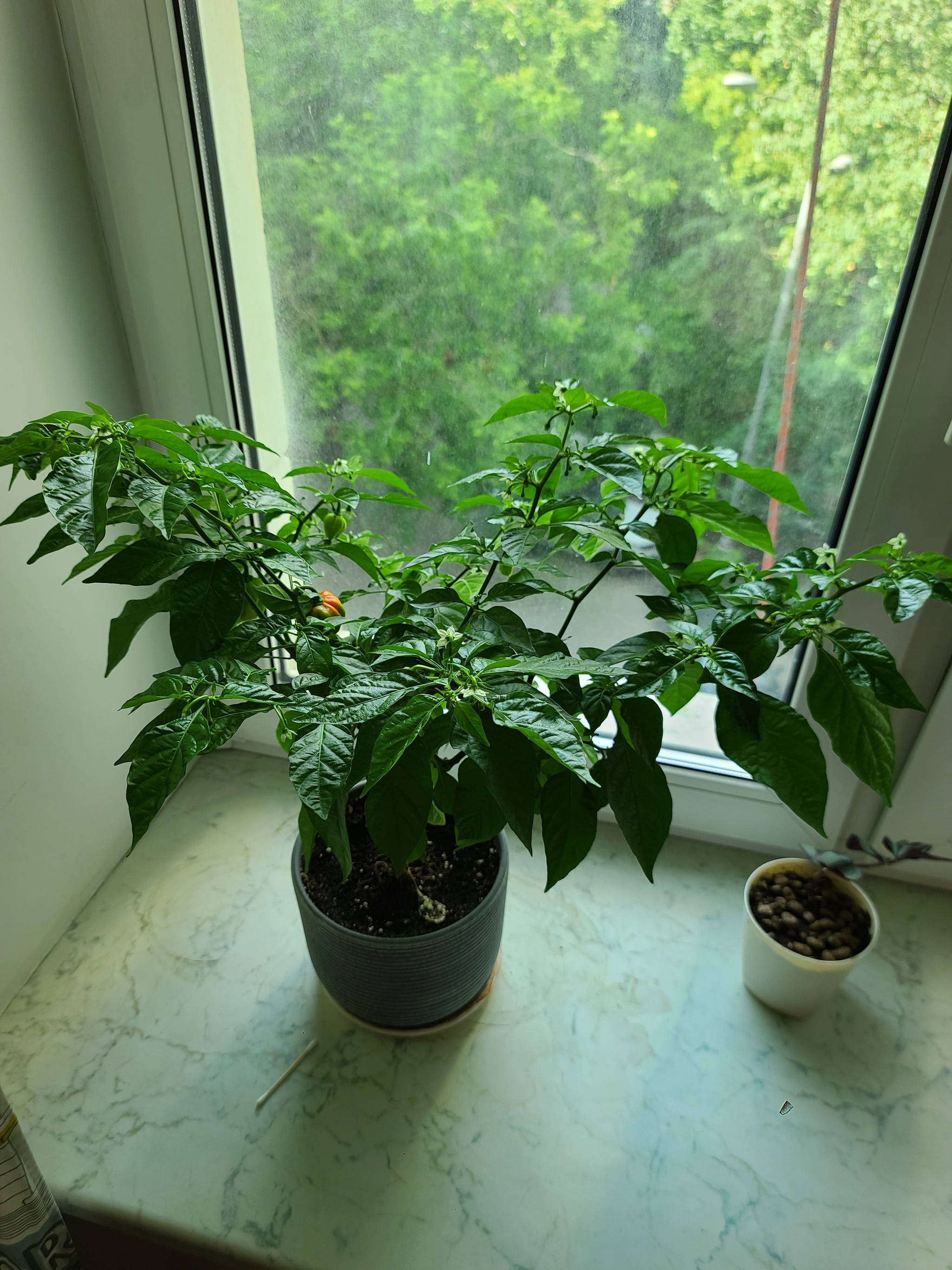 First harvest!!! - My, Habanero, Hot peppers, Growing, Longpost