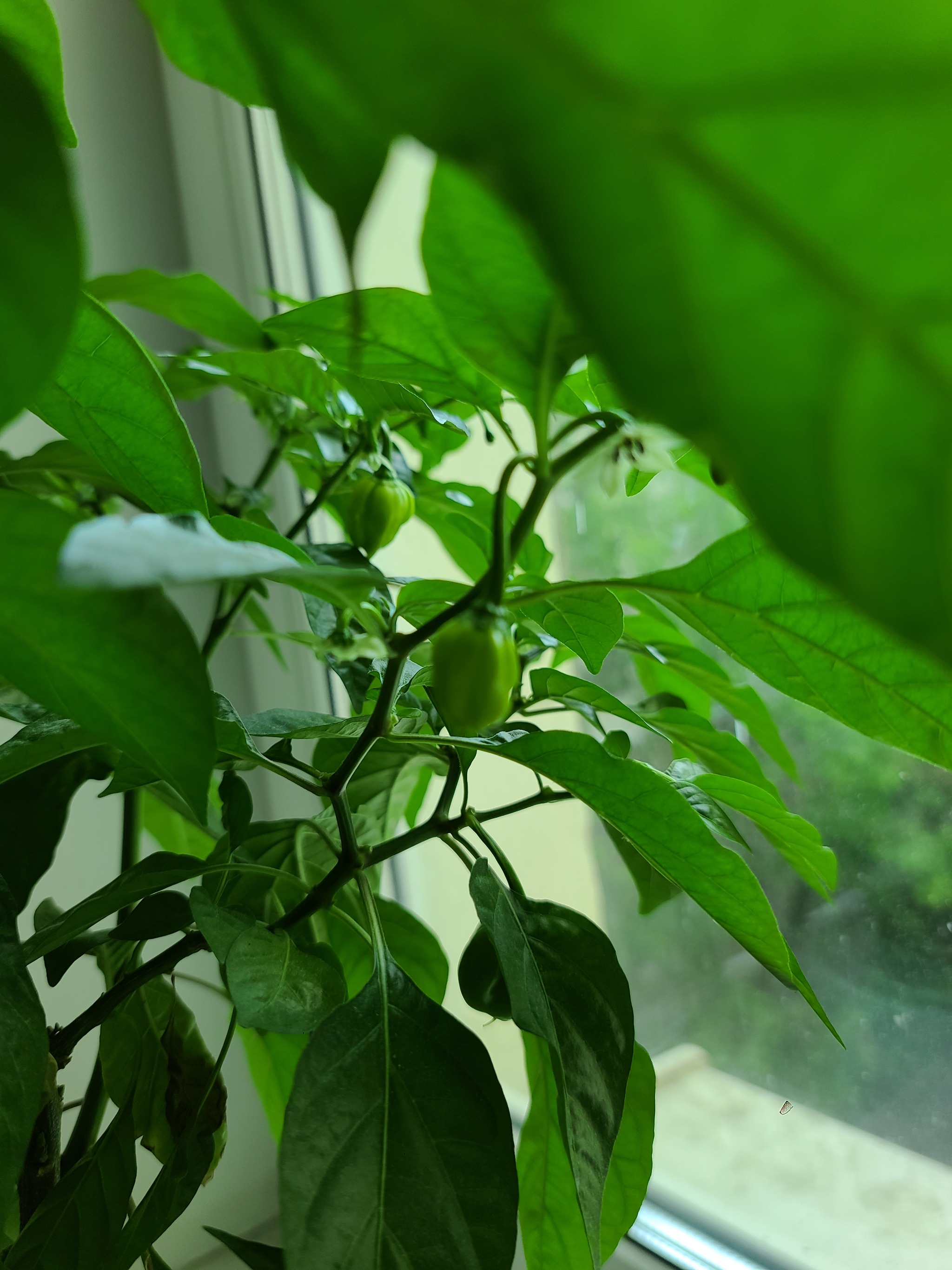 First harvest!!! - My, Habanero, Hot peppers, Growing, Longpost