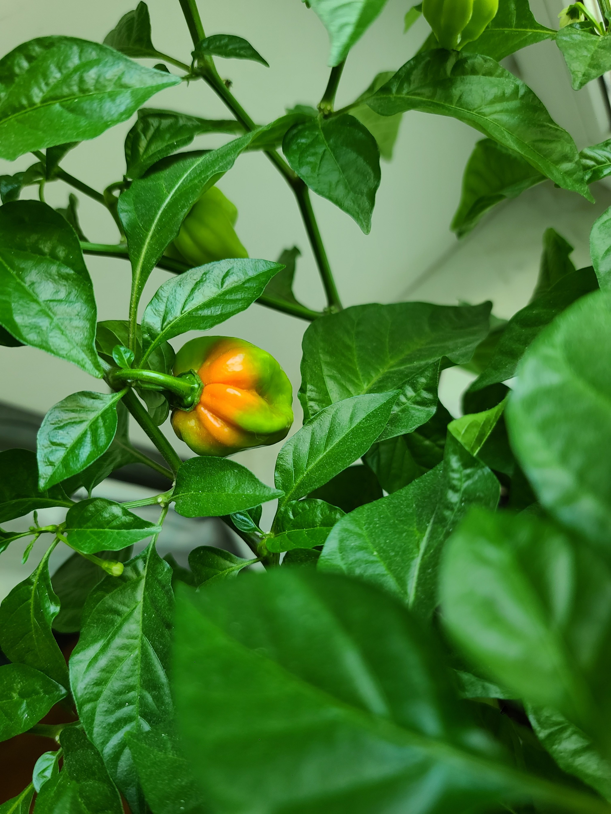 First harvest!!! - My, Habanero, Hot peppers, Growing, Longpost