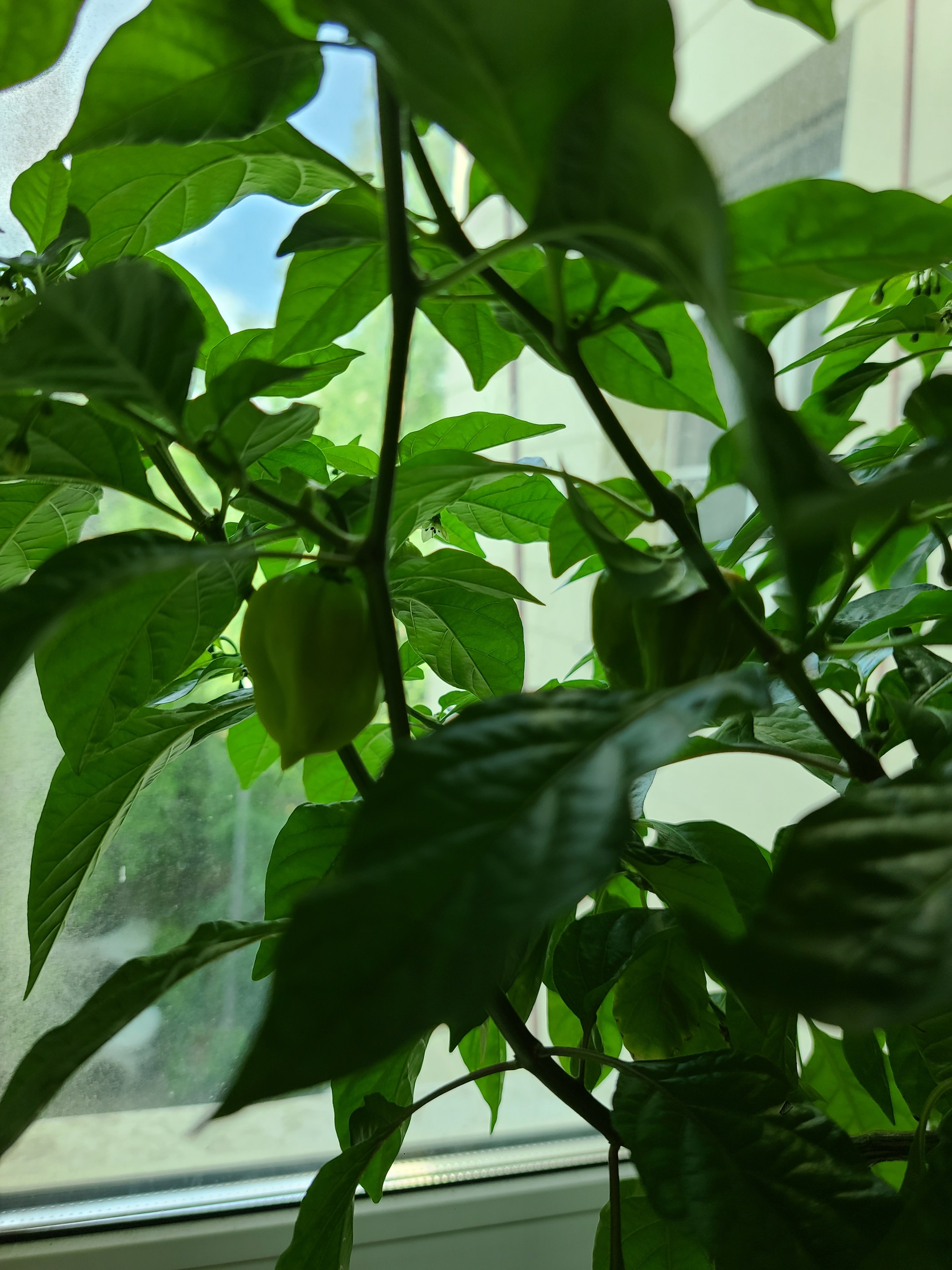 First harvest!!! - My, Habanero, Hot peppers, Growing, Longpost