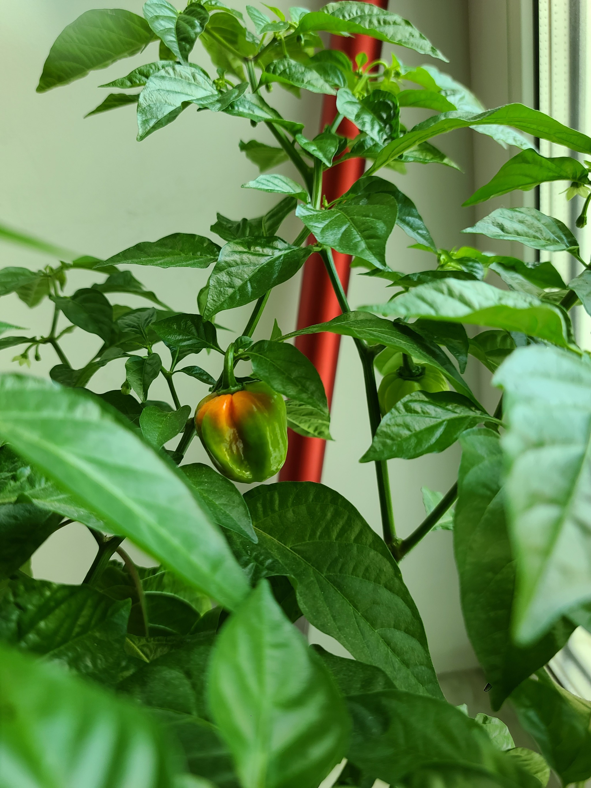 First harvest!!! - My, Habanero, Hot peppers, Growing, Longpost