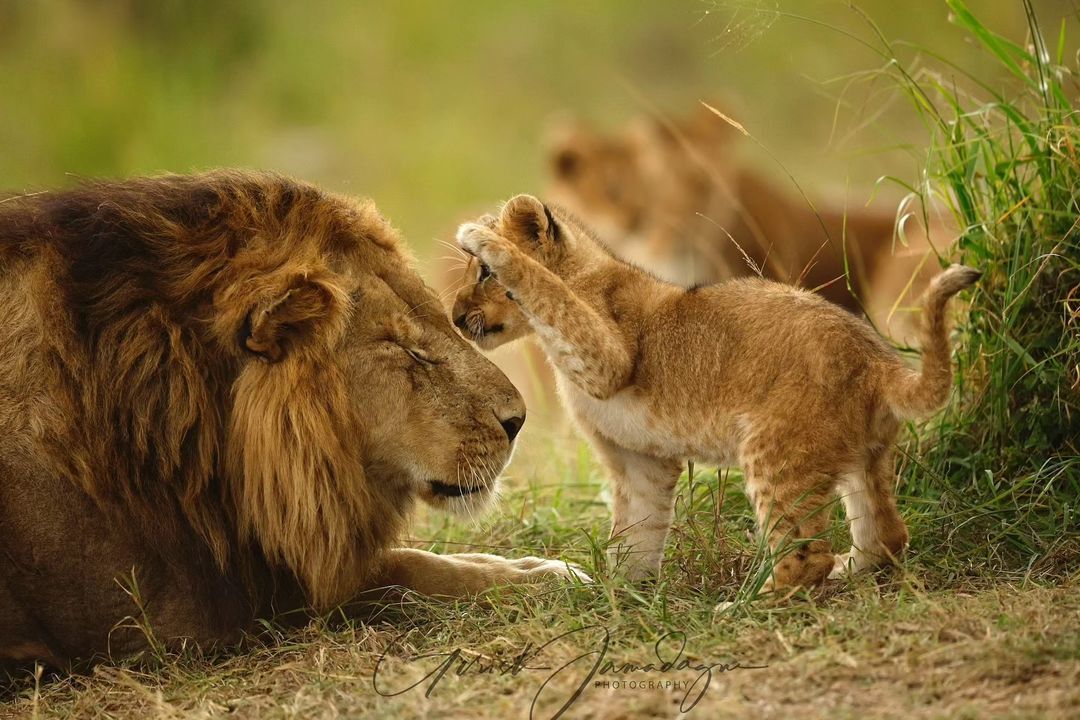 Dad got a beating - Lion cubs, a lion, Big cats, Cat family, Predatory animals, Wild animals, wildlife, Reserves and sanctuaries, Masai Mara, Africa, The photo