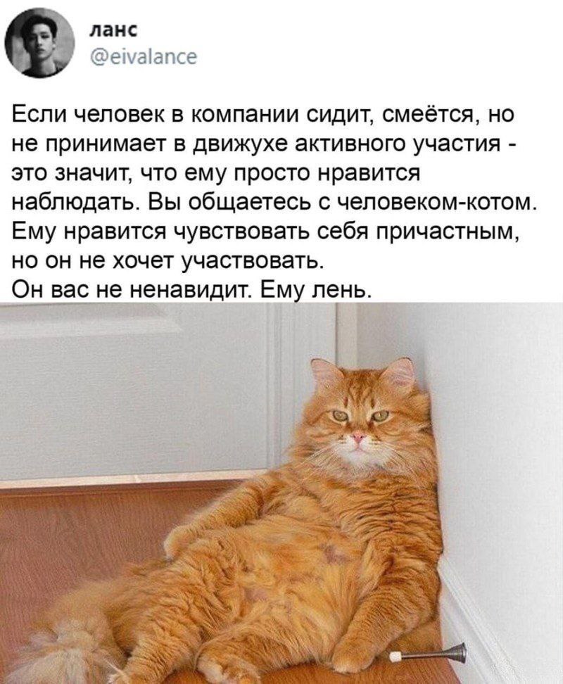 Про человеков - Кот, Картинки, Twitter, Скриншот