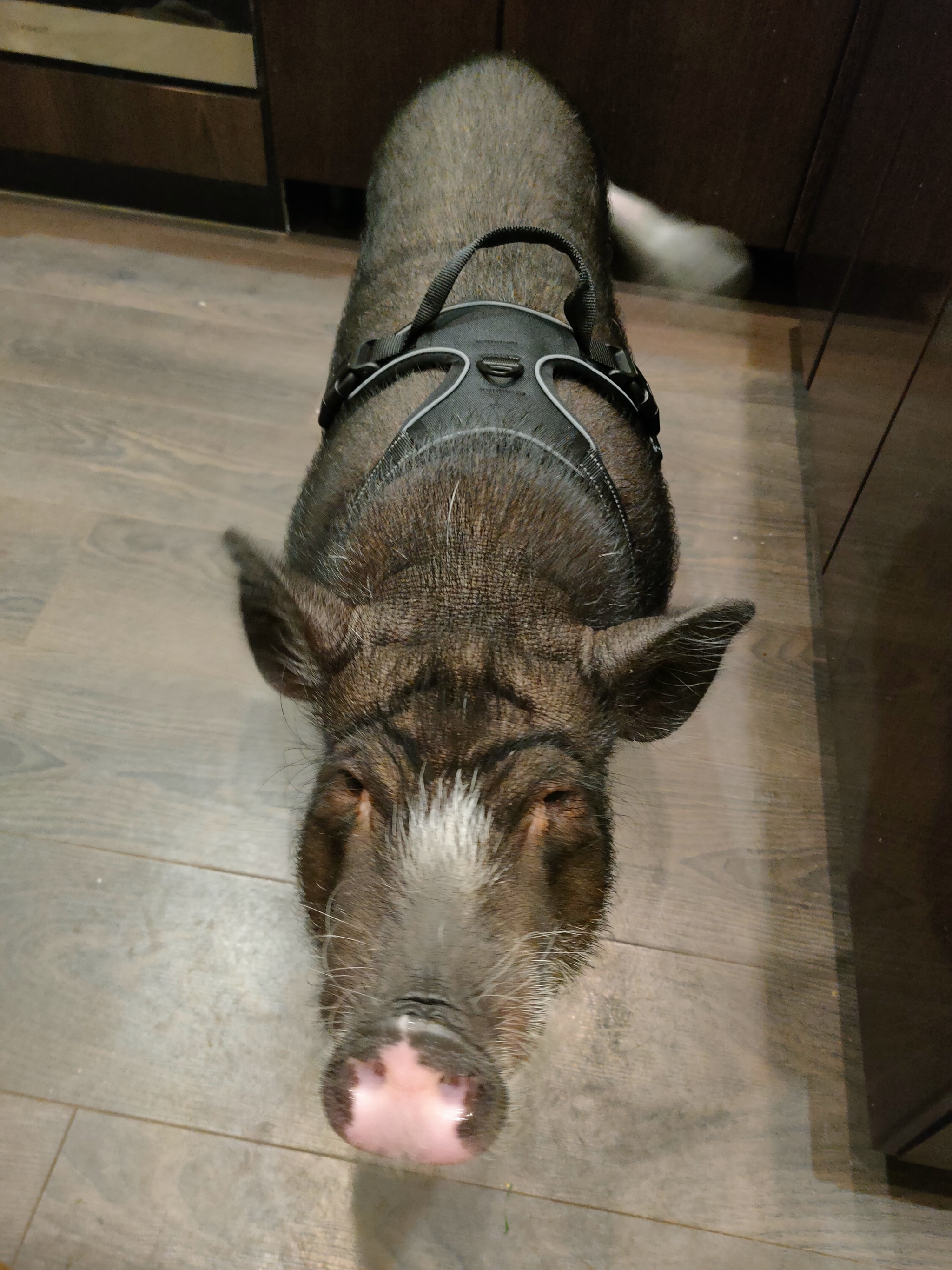 Not only dogs and cats wear harnesses - My, Mini Pig, Animals, Pets, Pig, The photo
