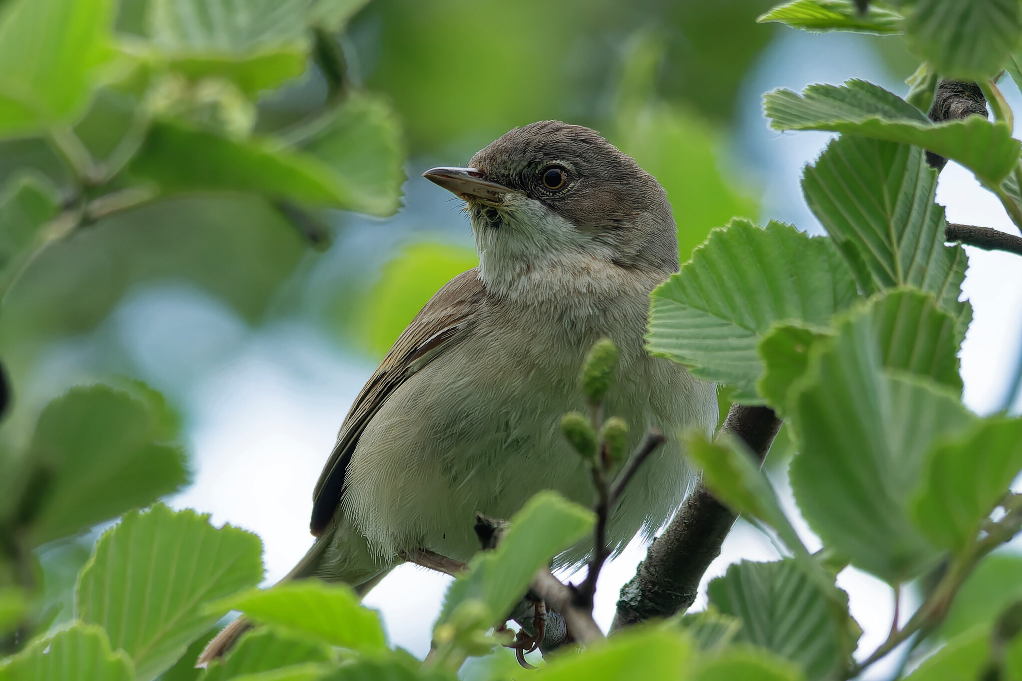 June Beasts - My, The nature of Russia, Photo hunting, Ornithology, Birds, Nature, Animals, Summer, Ornithology League, wildlife, Longpost