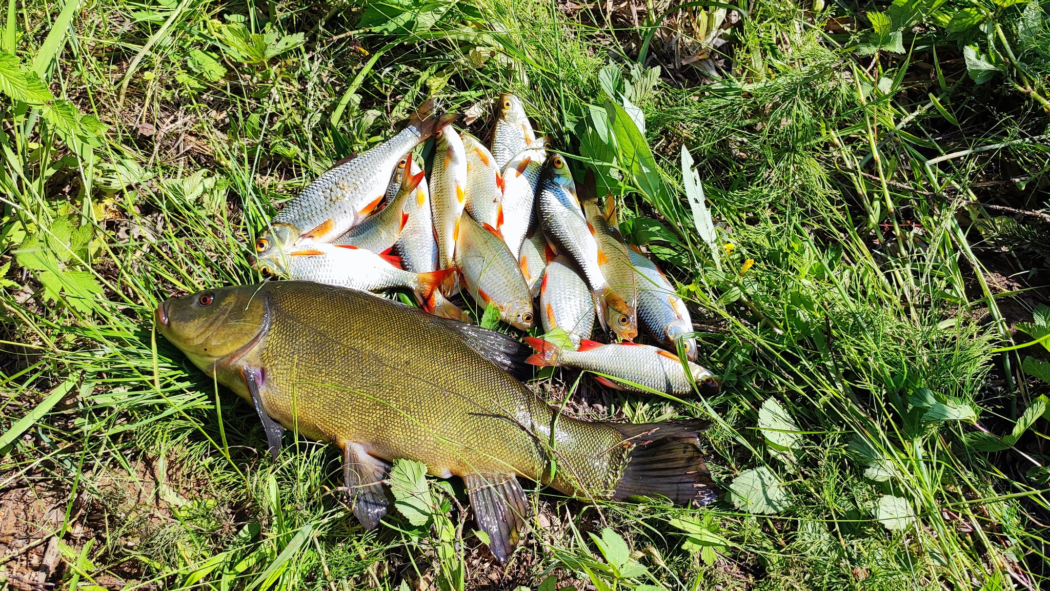 My first tench - My, A fish, Tench, Fishing, The photo