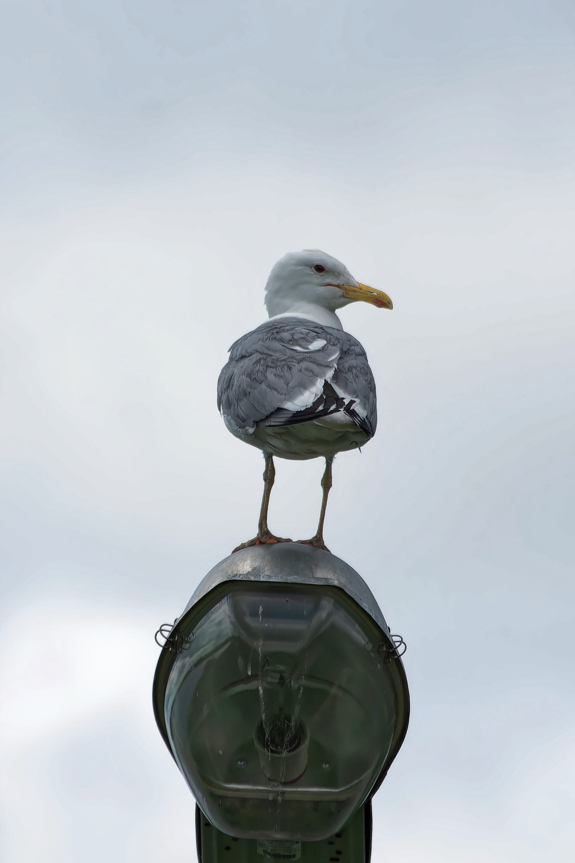 June Beasts - My, The nature of Russia, Photo hunting, Ornithology, Birds, Nature, Animals, Summer, Ornithology League, wildlife, Longpost