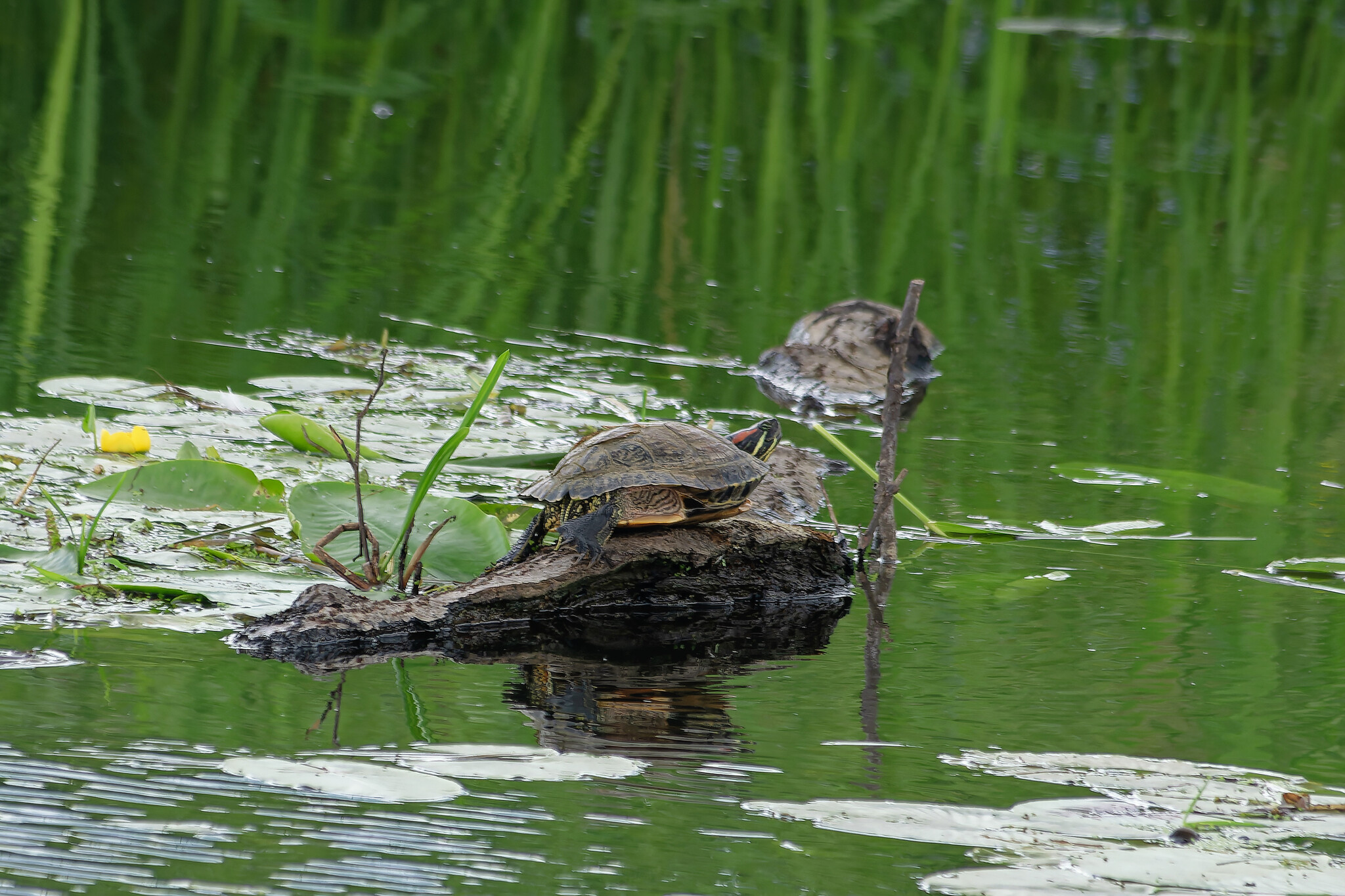 June Beasts - My, The nature of Russia, Photo hunting, Ornithology, Birds, Nature, Animals, Summer, Ornithology League, wildlife, Longpost