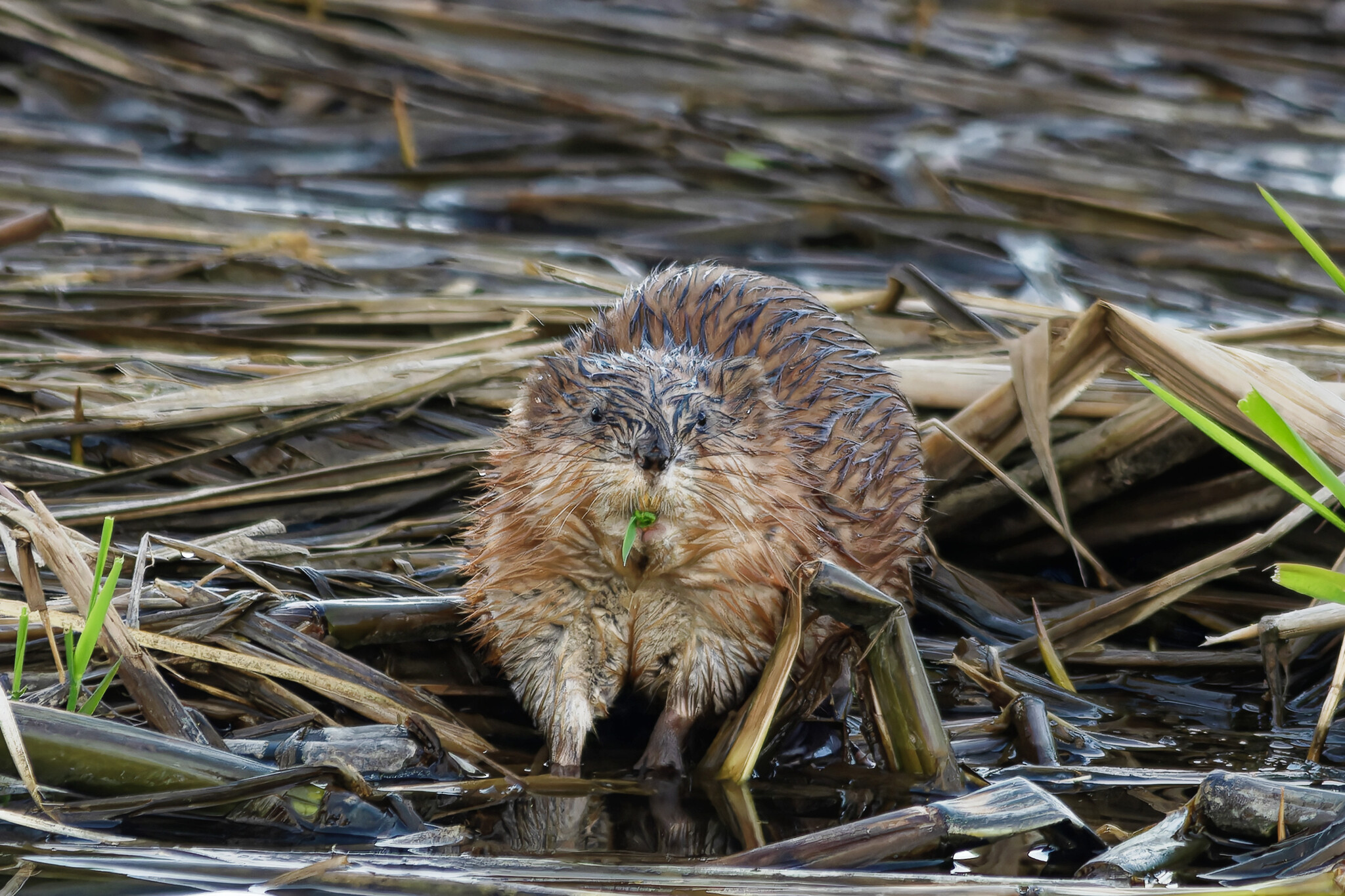 June Beasts - My, The nature of Russia, Photo hunting, Ornithology, Birds, Nature, Animals, Summer, Ornithology League, wildlife, Longpost