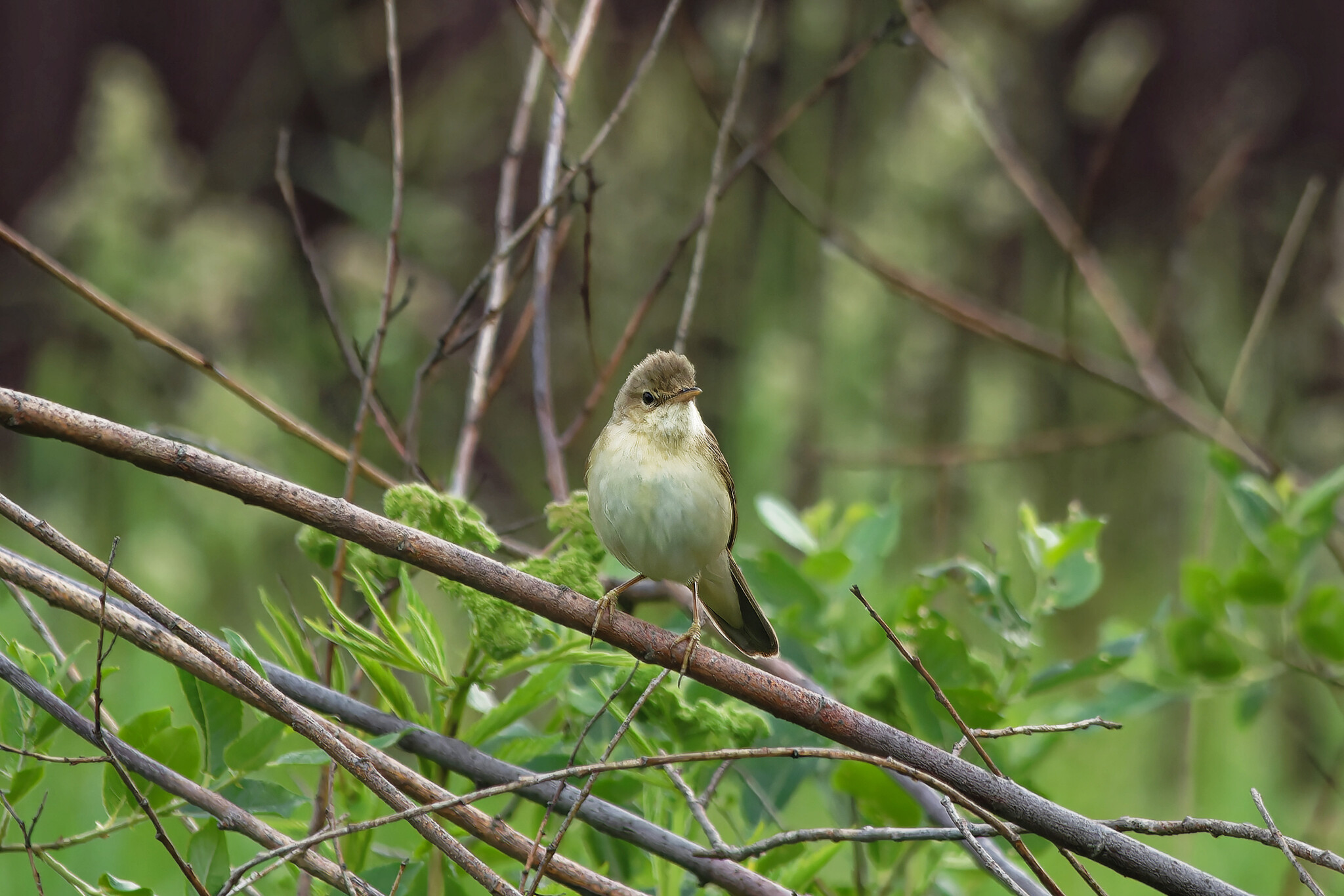 June Beasts - My, The nature of Russia, Photo hunting, Ornithology, Birds, Nature, Animals, Summer, Ornithology League, wildlife, Longpost