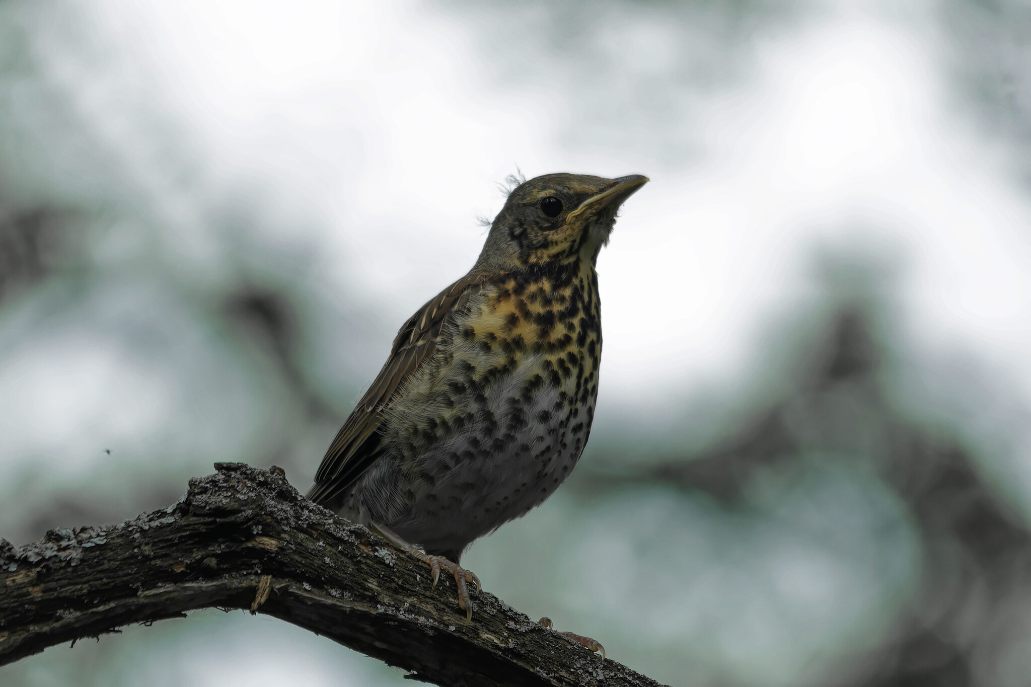 June Beasts - My, The nature of Russia, Photo hunting, Ornithology, Birds, Nature, Animals, Summer, Ornithology League, wildlife, Longpost