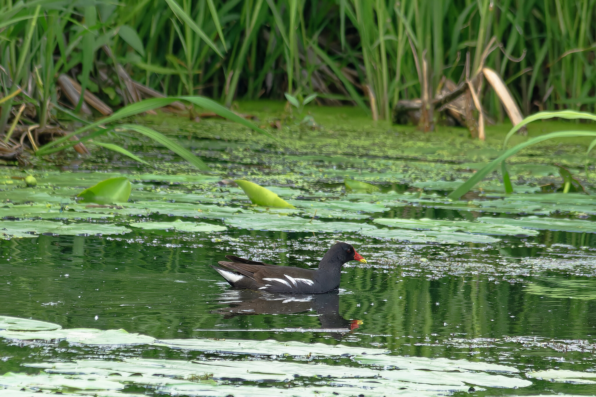 June Beasts - My, The nature of Russia, Photo hunting, Ornithology, Birds, Nature, Animals, Summer, Ornithology League, wildlife, Longpost