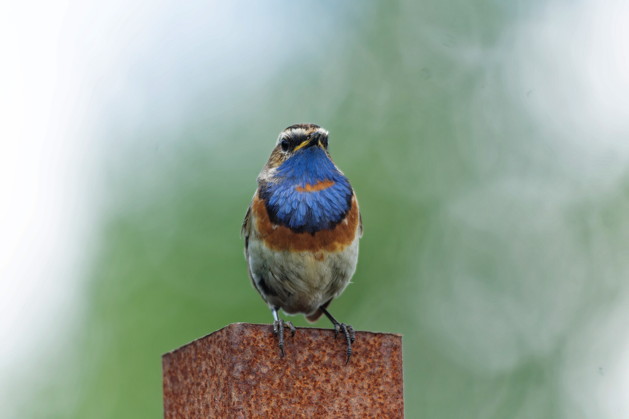 June Beasts - My, The nature of Russia, Photo hunting, Ornithology, Birds, Nature, Animals, Summer, Ornithology League, wildlife, Longpost