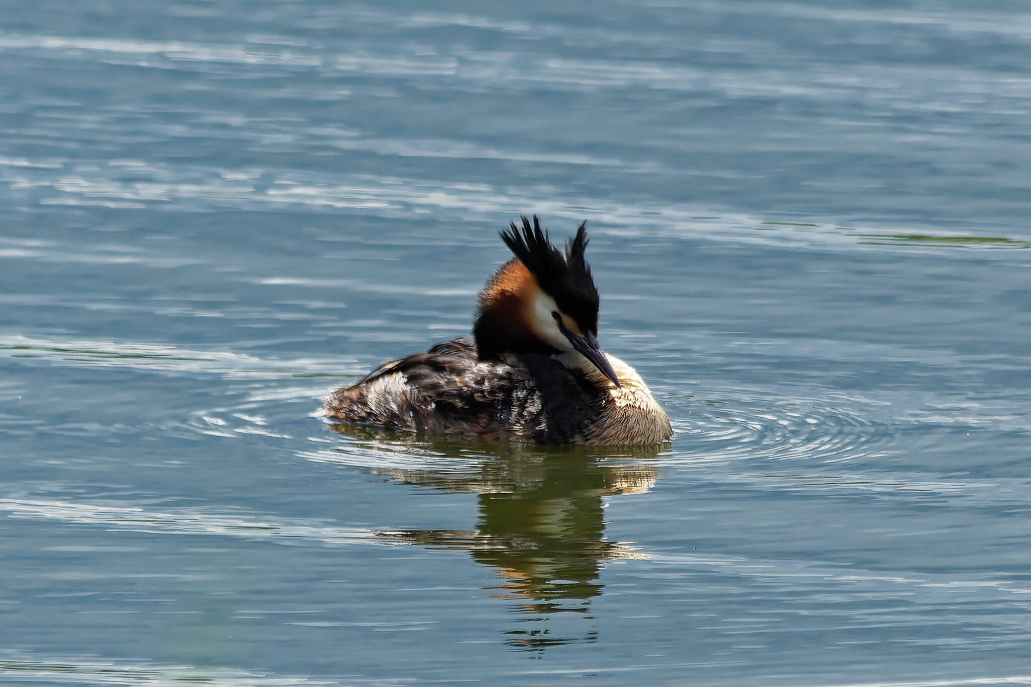 June Beasts - My, The nature of Russia, Photo hunting, Ornithology, Birds, Nature, Animals, Summer, Ornithology League, wildlife, Longpost