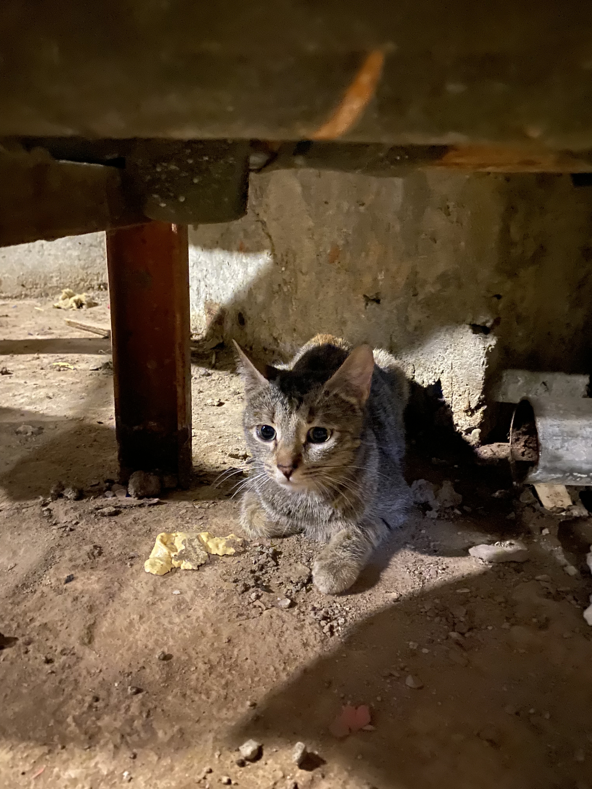 Cat with kittens from the basement - Kittens, In good hands, Moscow, Ramenki, Longpost, cat