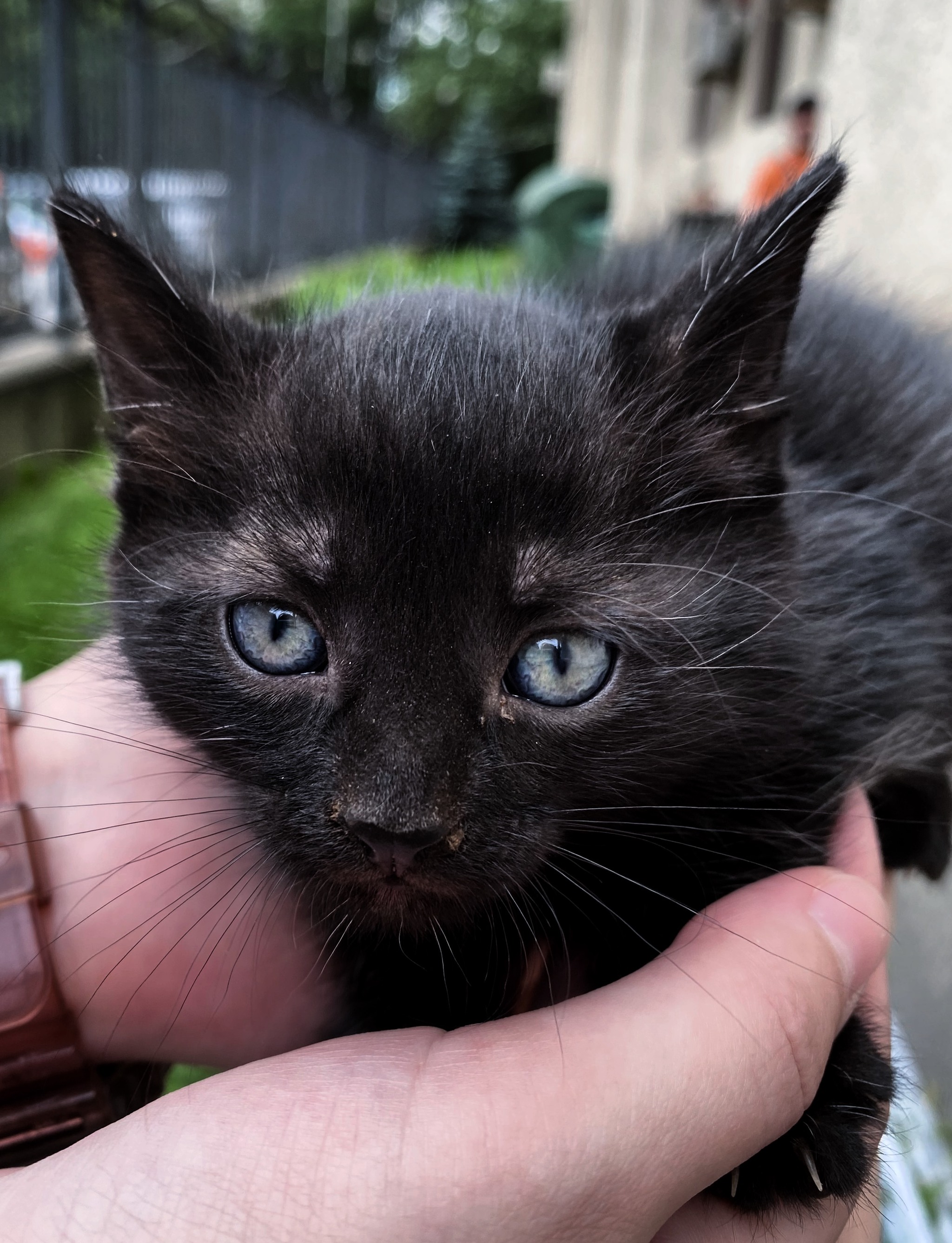 Cat with kittens from the basement - Kittens, In good hands, Moscow, Ramenki, Longpost, cat