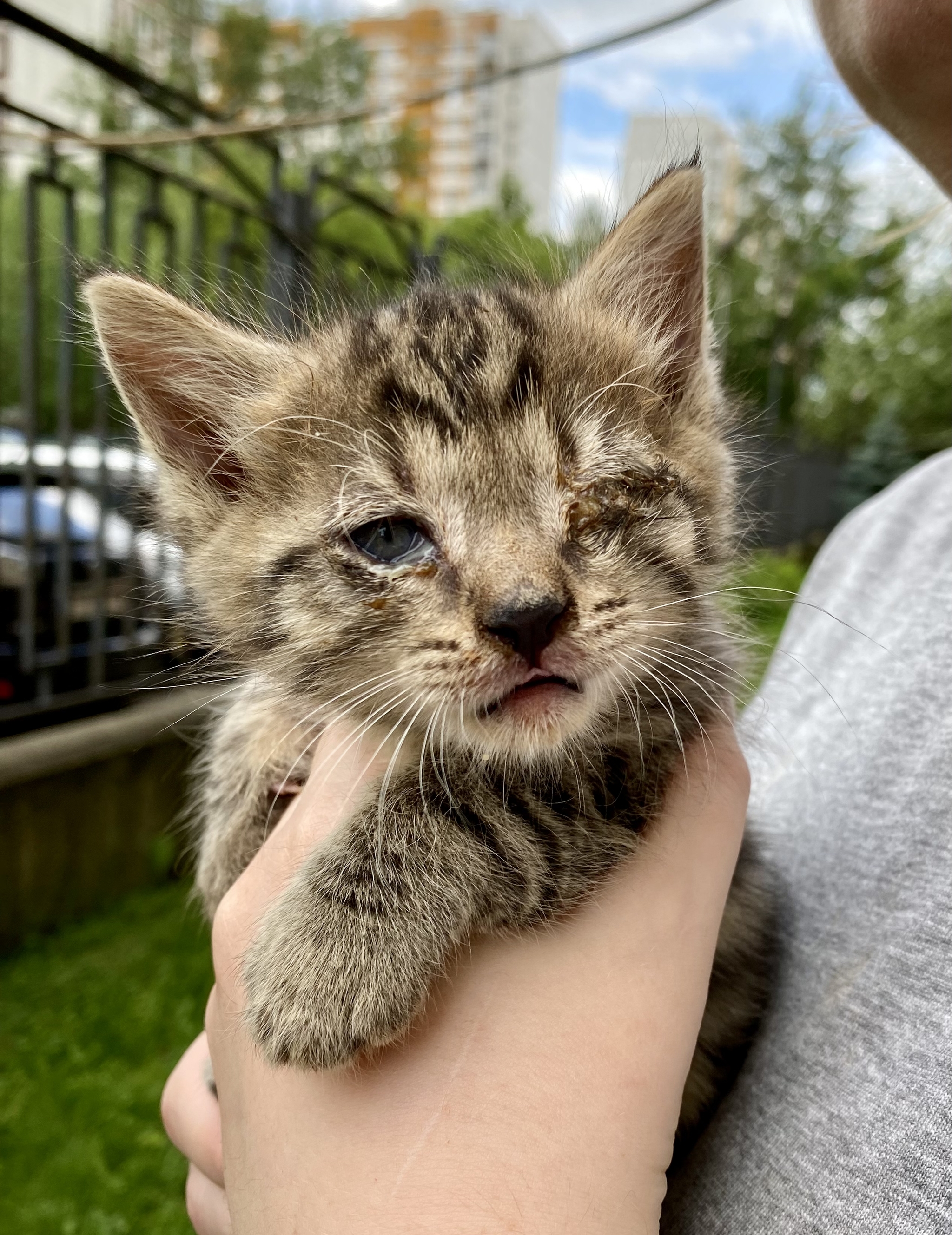 Cat with kittens from the basement - Kittens, In good hands, Moscow, Ramenki, Longpost, cat