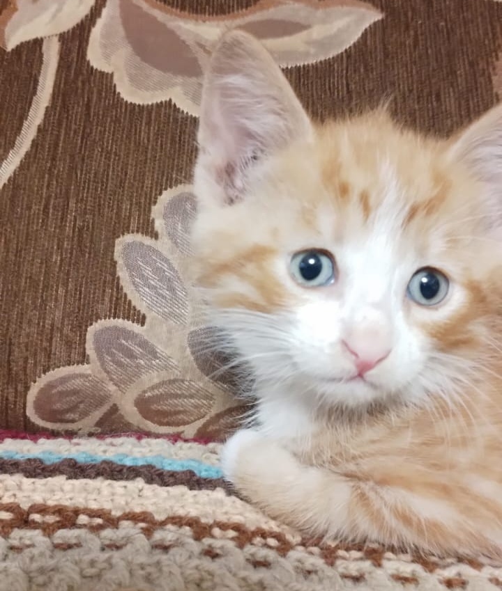 They said about me that I was somehow different. They didn't take it home. And I’m so handsome - ears, paws, tail, red stripes))) - Helping animals, In good hands, Kittens, Homeless animals, No rating, cat, YouTube (link), Longpost