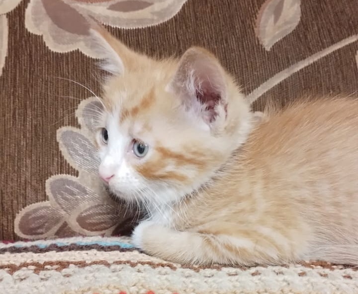 They said about me that I was somehow different. They didn't take it home. And I’m so handsome - ears, paws, tail, red stripes))) - Helping animals, In good hands, Kittens, Homeless animals, No rating, cat, YouTube (link), Longpost